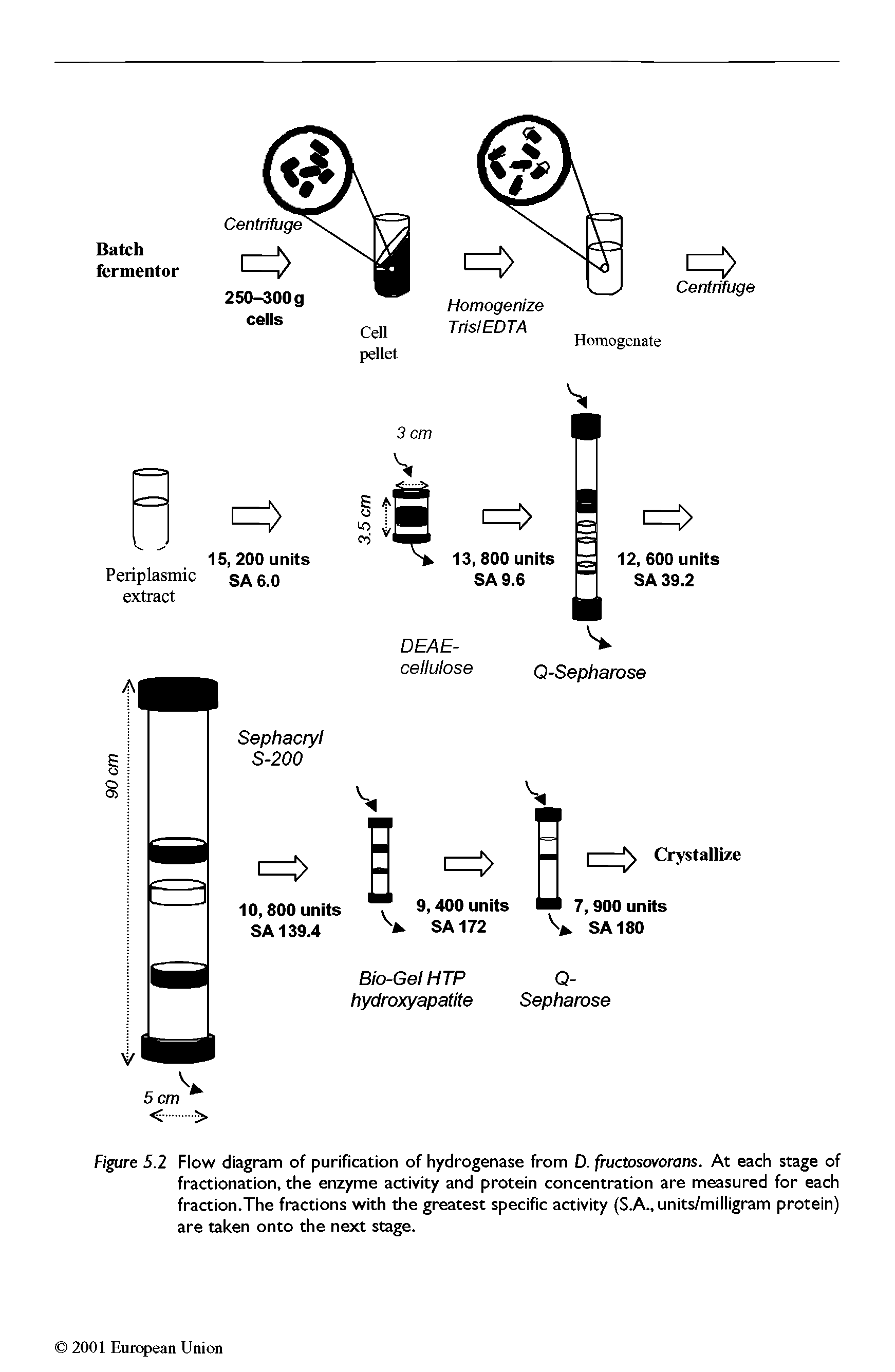 Figure 5.2 Flow diagram of purification of hydrogenase from D. fructosovorans. At each stage of fractionation, the enzyme activity and protein concentration are measured for each fraction.The fractions with the greatest specific activity (S.A., units/milligram protein) are taken onto the next stage.