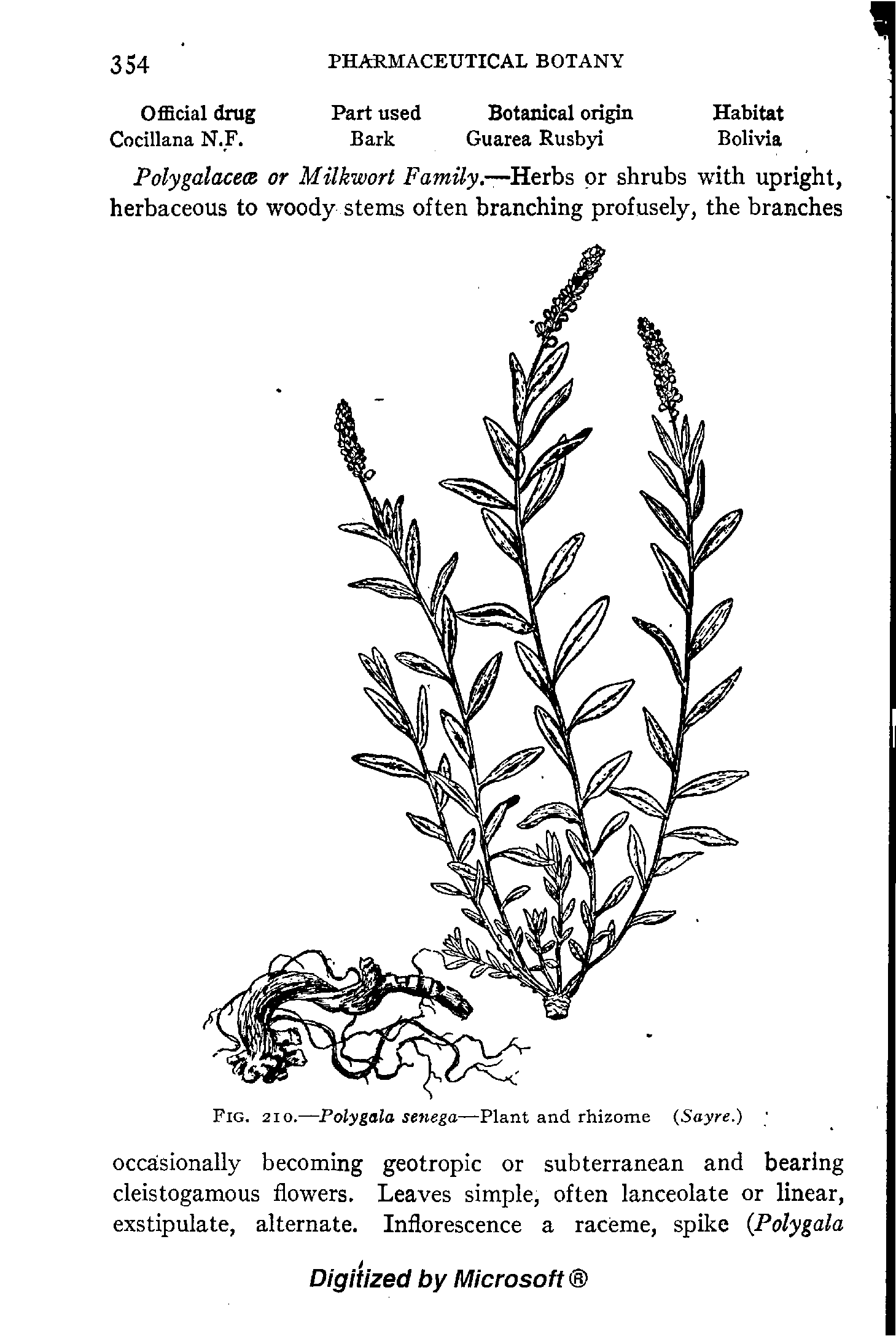 Fig. 210.—Poly gala senega—Plant and rhizome (Sayre.) ...