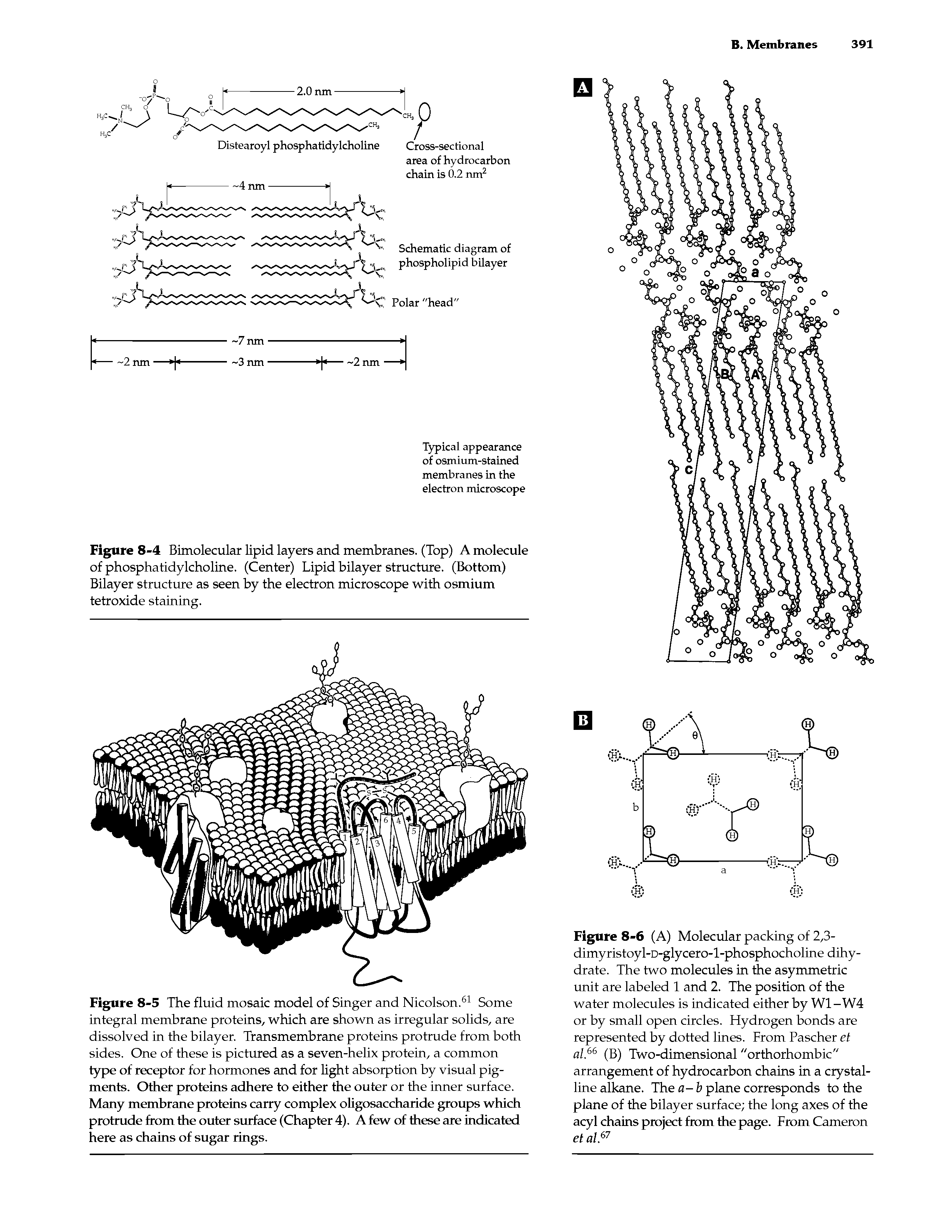 Figure 8-4 Bimolecular lipid layers and membranes. (Top) A molecule of phosphatidylcholine. (Center) Lipid bilayer structure. (Bottom) Bilayer structure as seen by the electron microscope with osmium tetroxide staining.