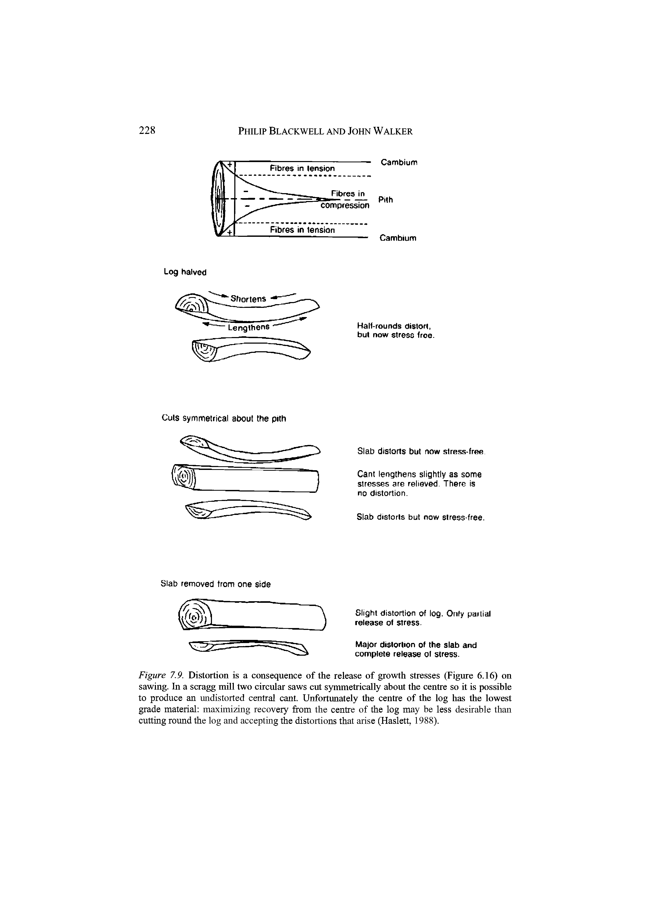 Figure 7.9. Distortion is a consequence of the release of growth stresses (Figure 6.16) on sawing. In a scragg null two circular saws cut synumetrically about the centre so it is possible to produce an undistorted central cant. Unforttmately the centre of the log has the lowest grade material maximizing recovery from the centre of the log may be less desirable than cutting round the log and accepting the distortions that arise (Haslett, 1988).