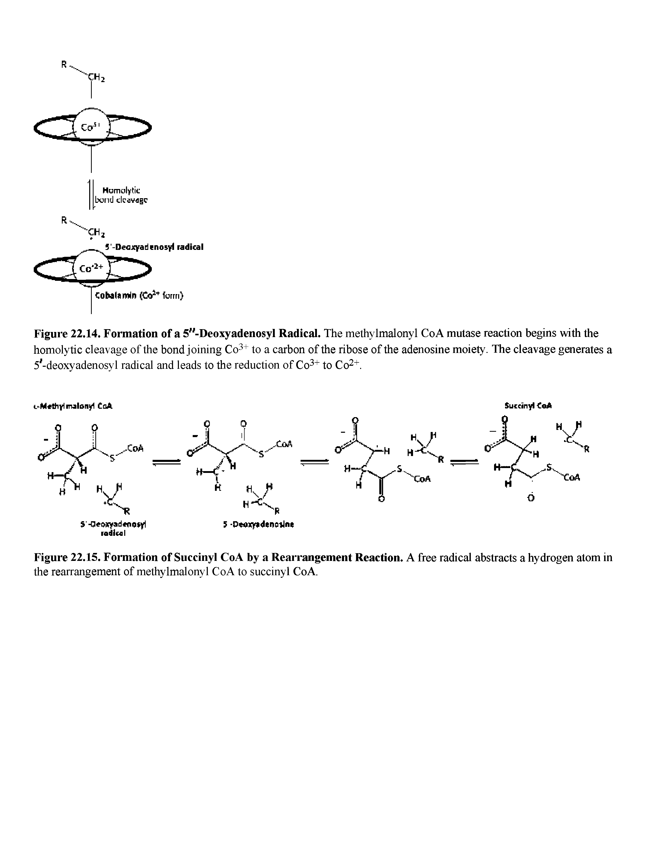 Figure 22.14. Formation of a 5"-Deoxyadenosyl Radical. The methylmalonyl Co A mutase reaction begins with the homolytic cleavage of the bond joining Co3+ to a carbon of the ribose of the adenosine moiety. The cleavage generates a 5 -deoxyadenosyl radical and leads to the reduction of 0 + to 0 +.