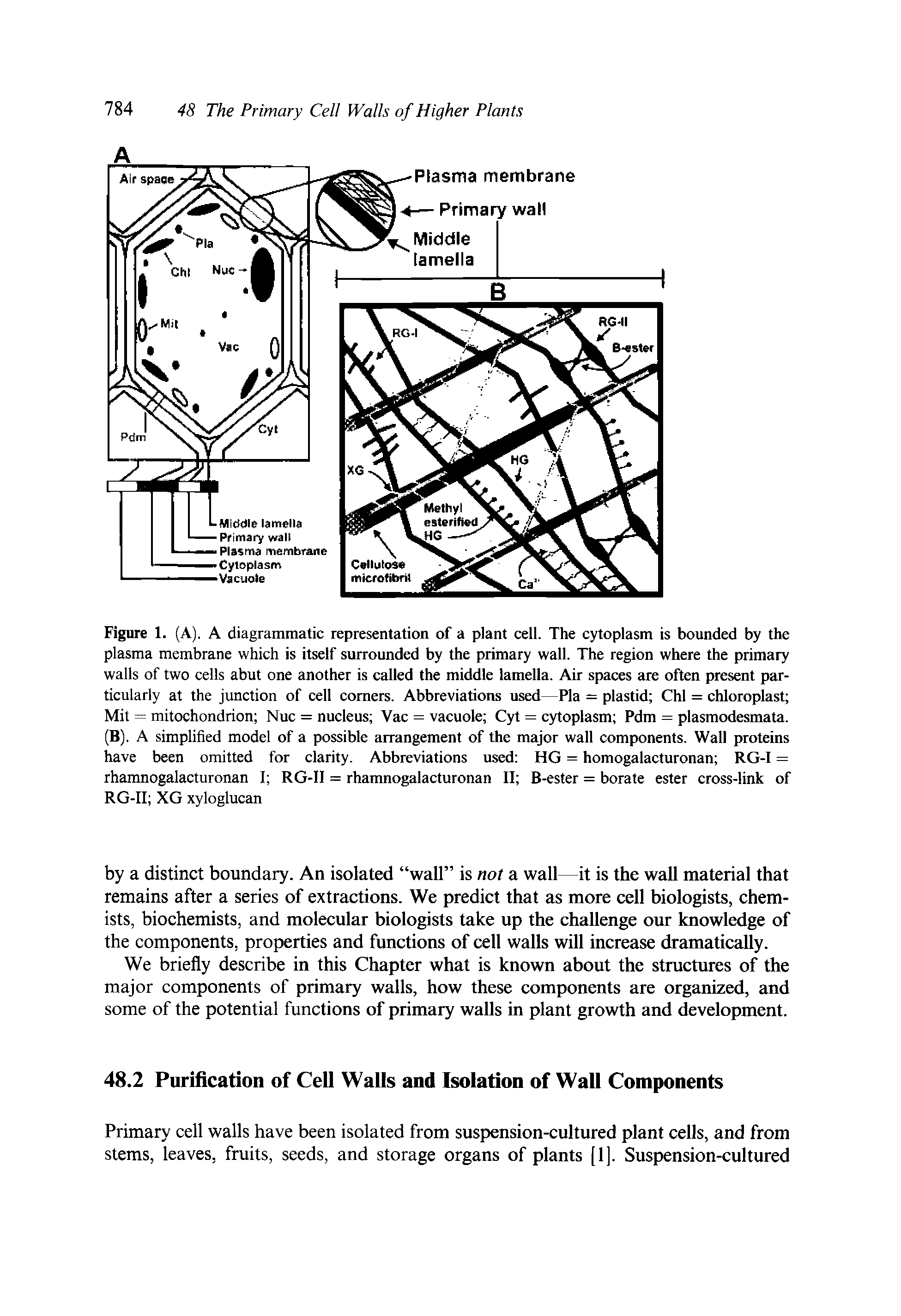 Figure 1. (A). A diagrammatic representation of a plant cell. The cytoplasm is bounded by the plasma membrane which is itself surrounded by the primary wall. The region where the primary walls of two cells abut one another is called the middle lamella. Air spaces are often present particularly at the junction of cell comers. Abbreviations used—Pla = plastid Chi = chloroplast Mit = mitochondrion Nuc = nucleus Vac = vacuole Cyt = cytoplasm Pdm = plasmodesmata. (B). A simplified model of a possible arrangement of the major wall components. Wall proteins have been omitted for clarity. Abbreviations used HG = homogalacturonan RG-I = rhamnogalacturonan I RG-II = rhamnogalacturonan II B-ester = borate ester cross-link of RG-II XG xyloglucan...