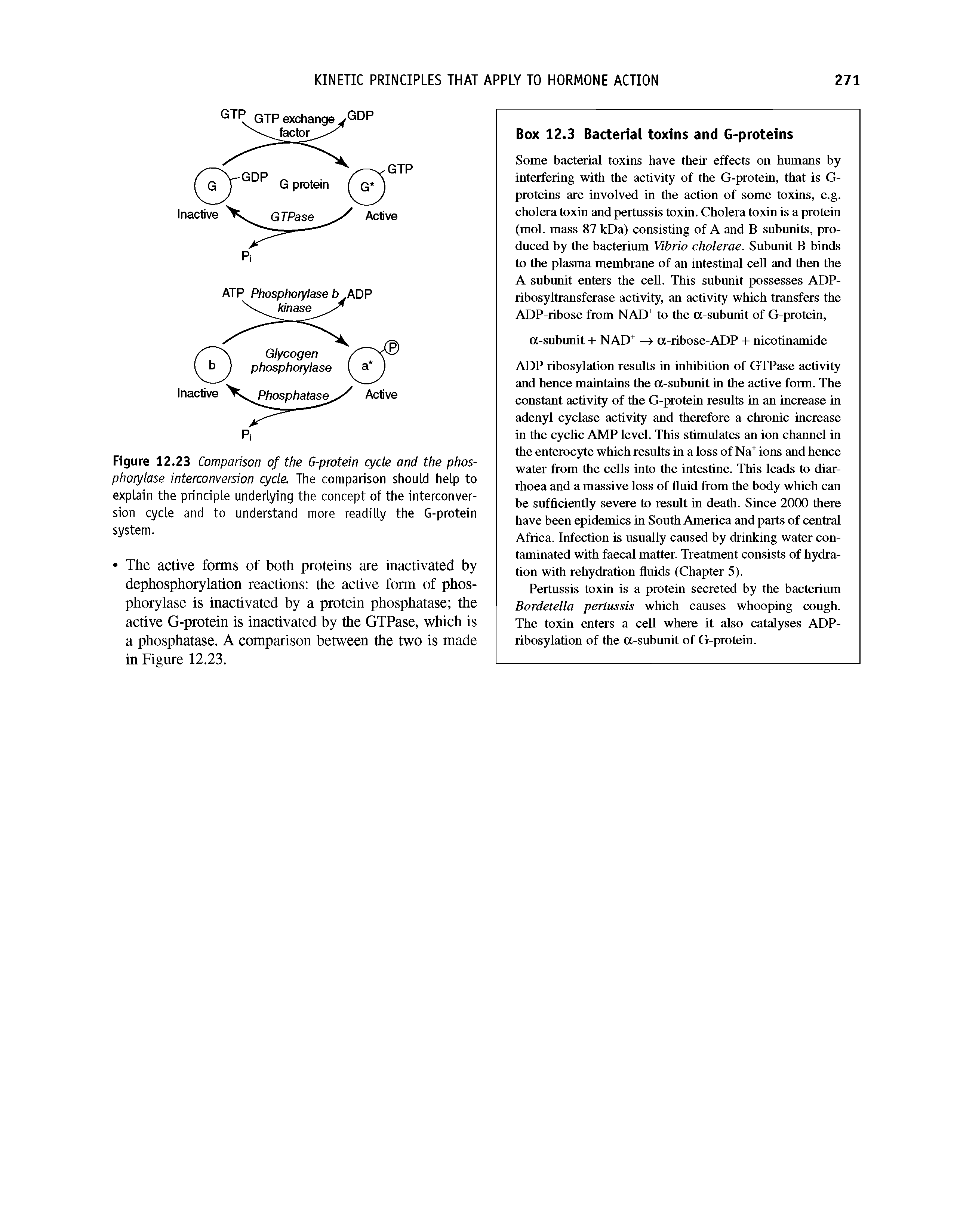 Figure 12.23 Comparison of the G-protein cycle and the phosphorylase interconversion cycle. The comparison should help to explain the principle underlying the concept of the interconversion cycle and to understand more readilly the G-protein system.