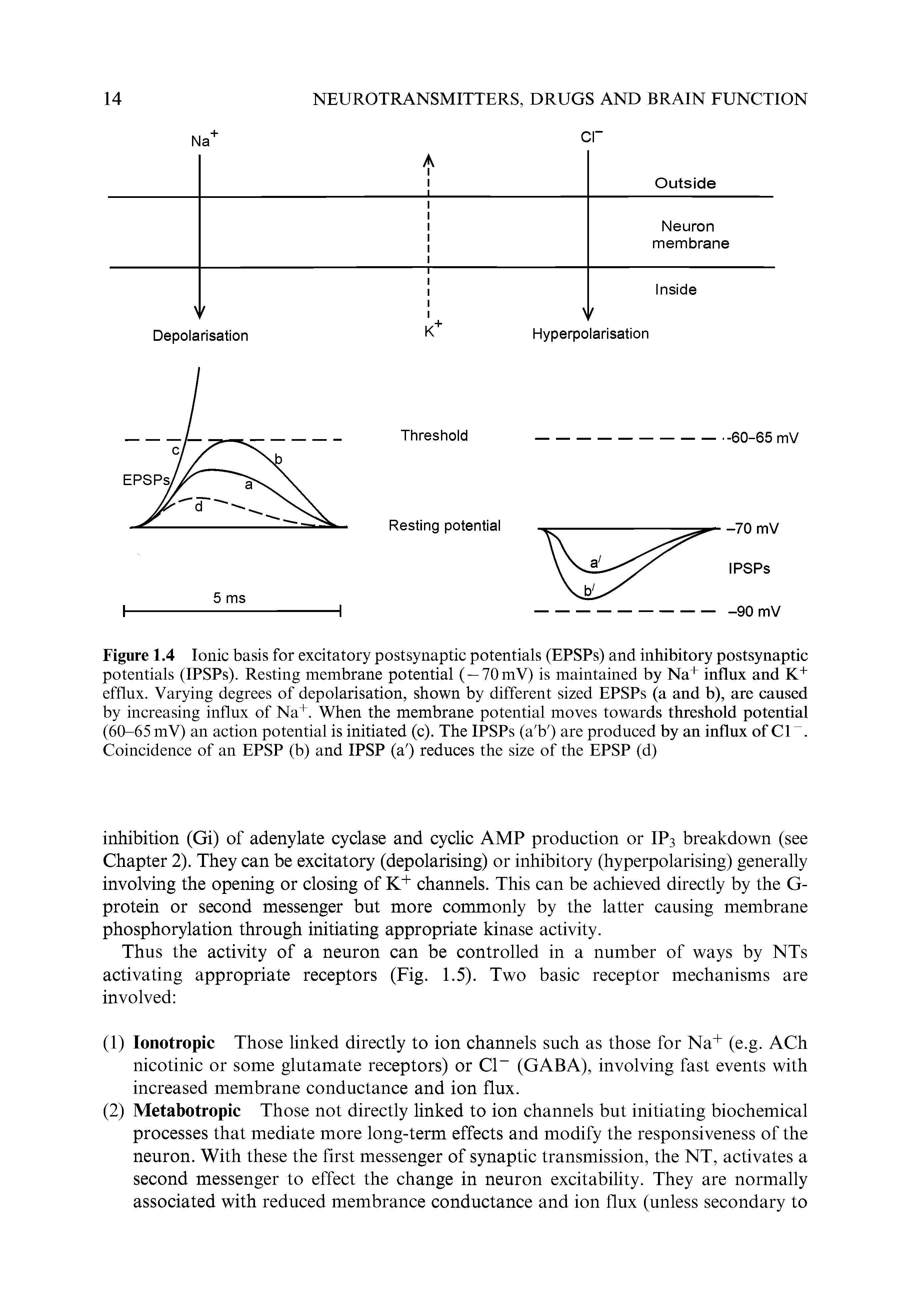 Figure 1.4 Ionic basis for excitatory postsynaptic potentials (EPSPs) and inhibitory postsynaptic potentials (IPSPs). Resting membrane potential ( — 70 mV) is maintained by Na+ influx and K+ efflux. Varying degrees of depolarisation, shown by different sized EPSPs (a and b), are caused by increasing influx of Na. When the membrane potential moves towards threshold potential (60-65 mV) an action potential is initiated (c). The IPSPs (a b ) are produced by an influx of Cl. Coincidence of an EPSP (b) and IPSP (a ) reduces the size of the EPSP (d)...