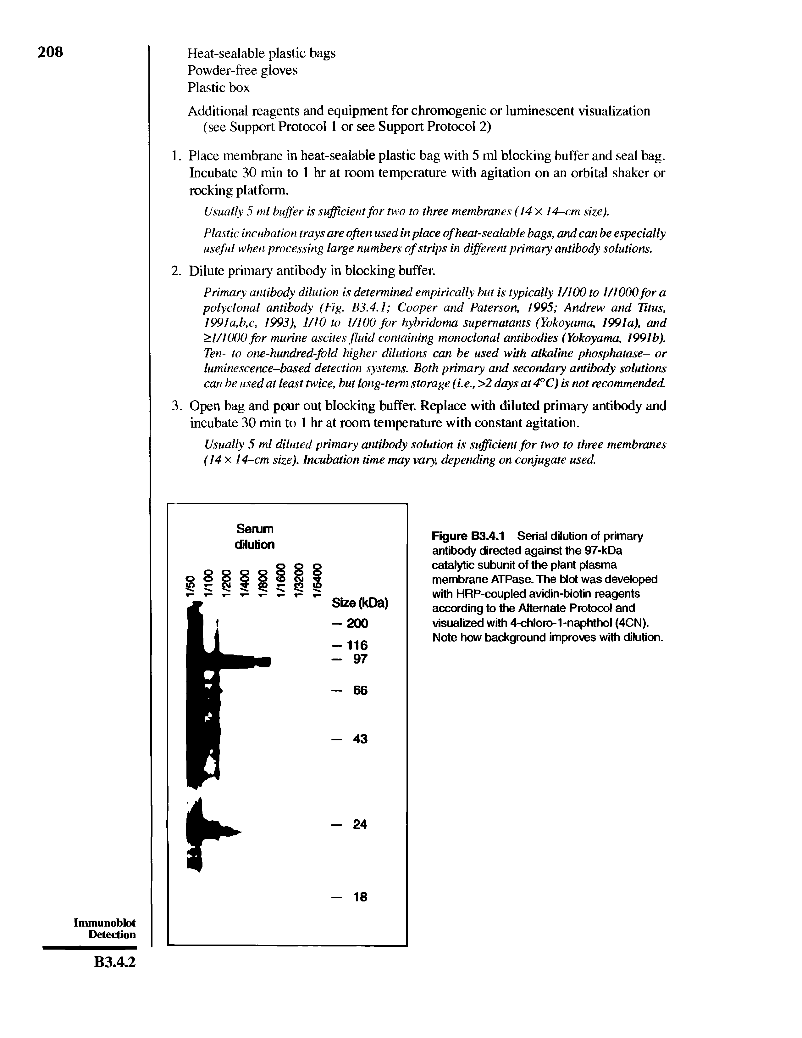 Figure B3.4.1 Serial dilution of primary antibody directed against the 97-kDa catalytic subunit of the plant plasma membrane ATPase. The blot was developed with HRP-coupled avidin-biotin reagents according to the Alternate Protocol and visualized with 4-chloro-1-naphthol (4CN). Note how background improves with dilution...