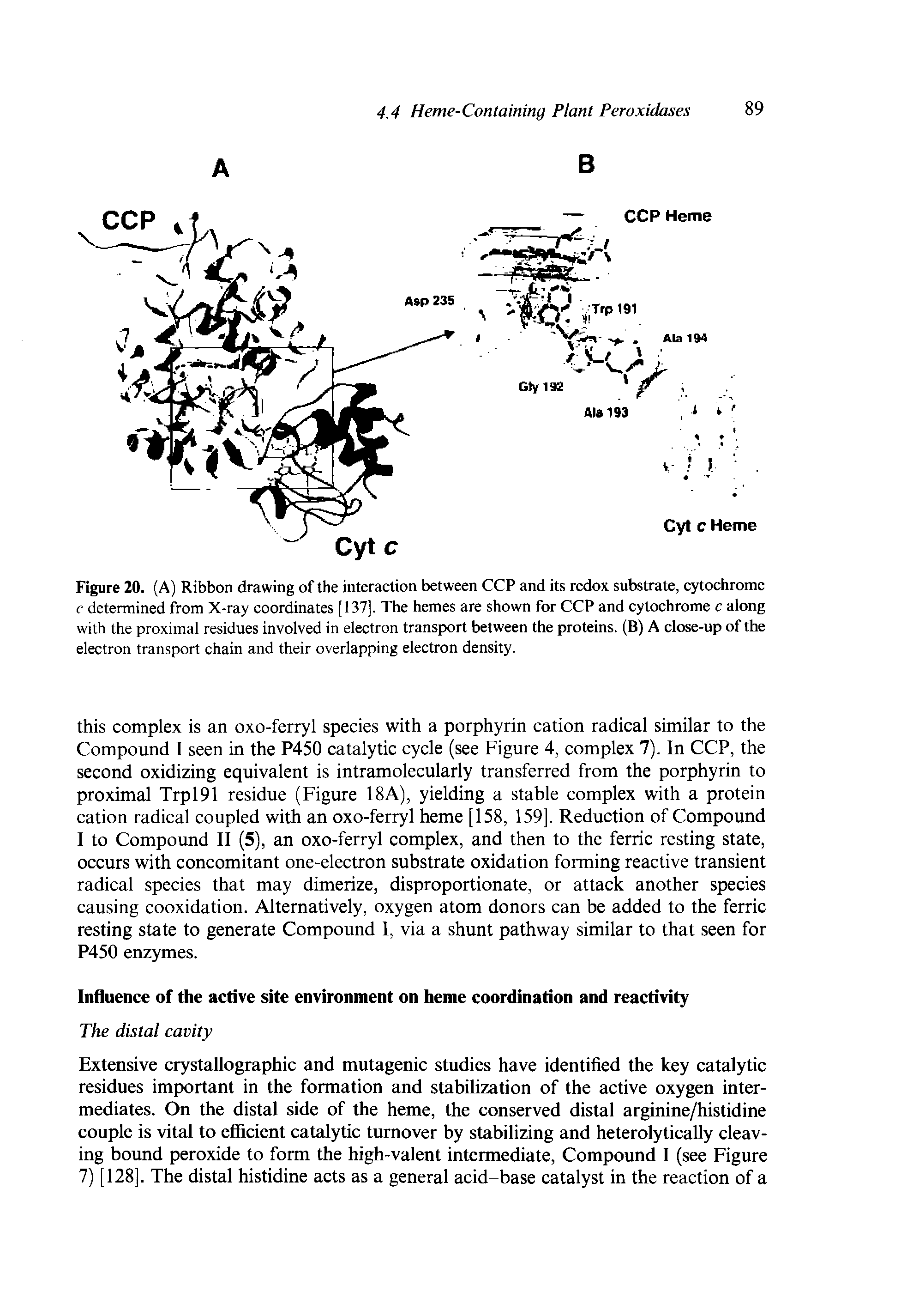 Figure 20. (A) Ribbon drawing of the interaction between CCP and its redox substrate, cytochrome f determined from X-ray coordinates [ 137]. The hemes are shown for CCP and cytochrome c along with the proximal residues involved in electron transport between the proteins. (B) A close-up of the electron transport chain and their overlapping electron density.