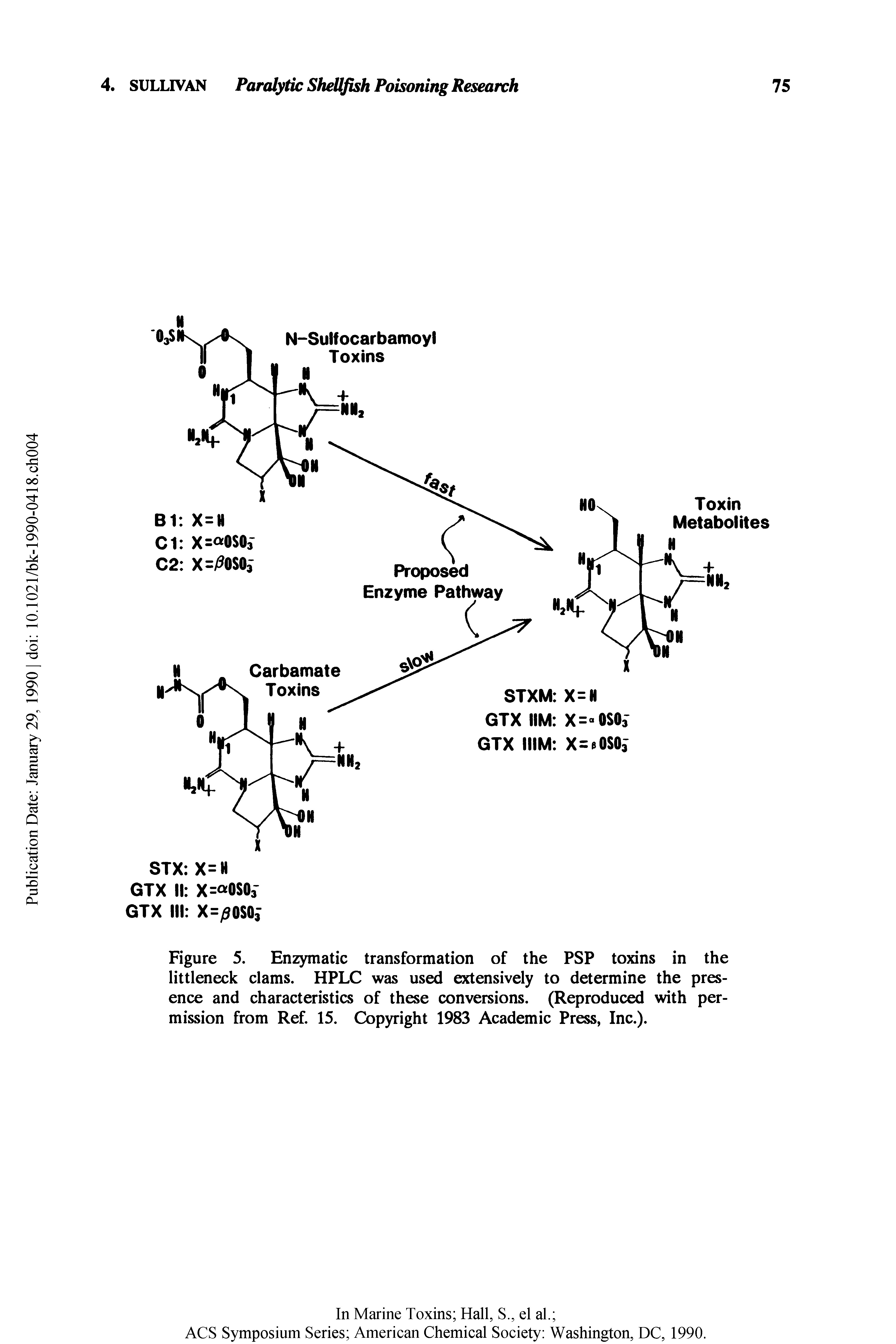 Figure 5. Enzymatic transformation of the PSP toxins in the littleneck clams. HPLC was used extensively to determine the presence and characteristics of these conversions. (Reproduced with permission from Ref. 15. Copyright 1983 Academic Press, Inc.).