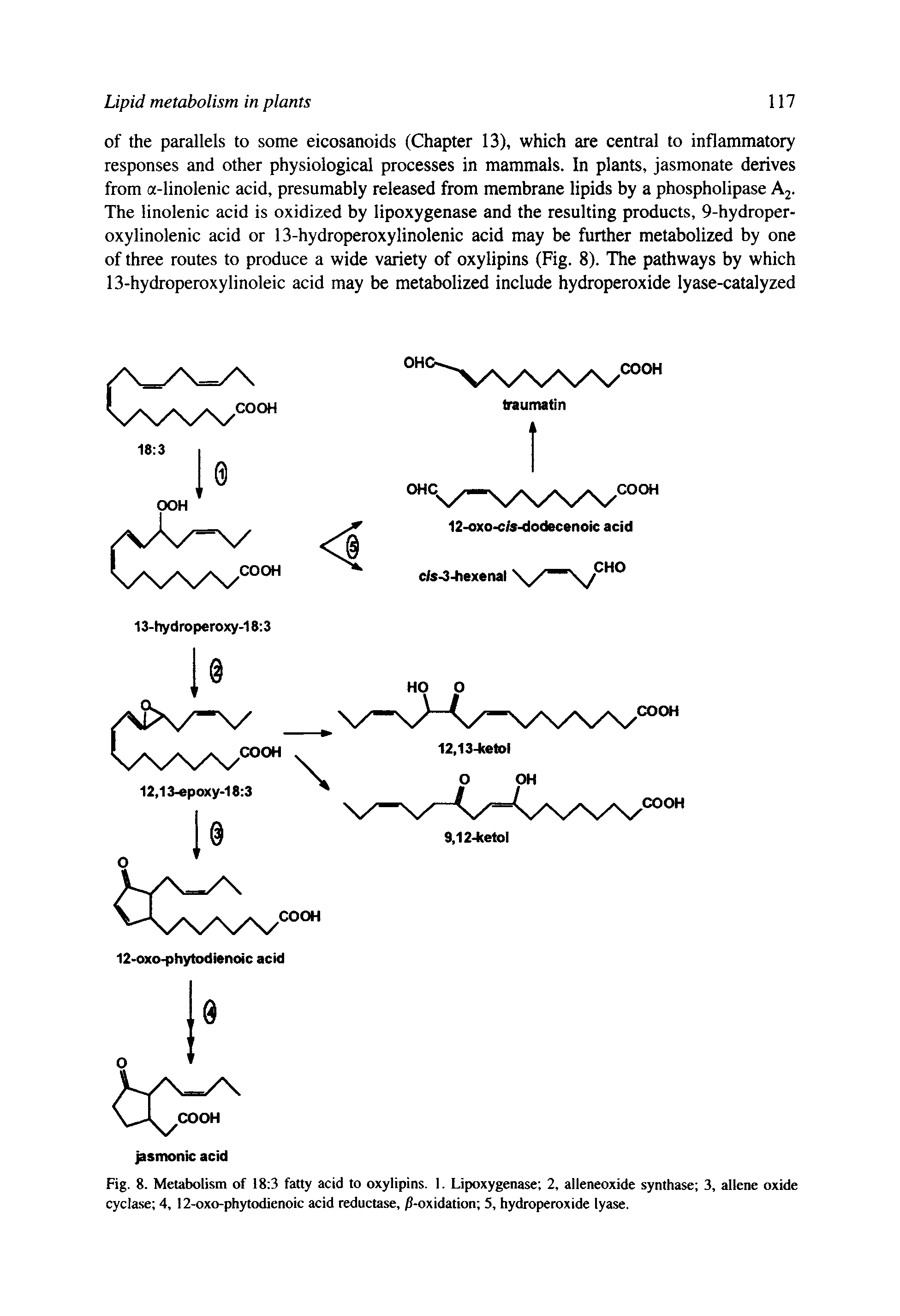 Fig. 8. Metabolism of 18 3 fatty acid to oxylipins. I. Lipoxygenase 2, alleneoxide synthase 3, allene oxide cyclase 4, 12-oxo-phytodienoic acid reductase, -oxidation 5, hydroperoxide lyase.