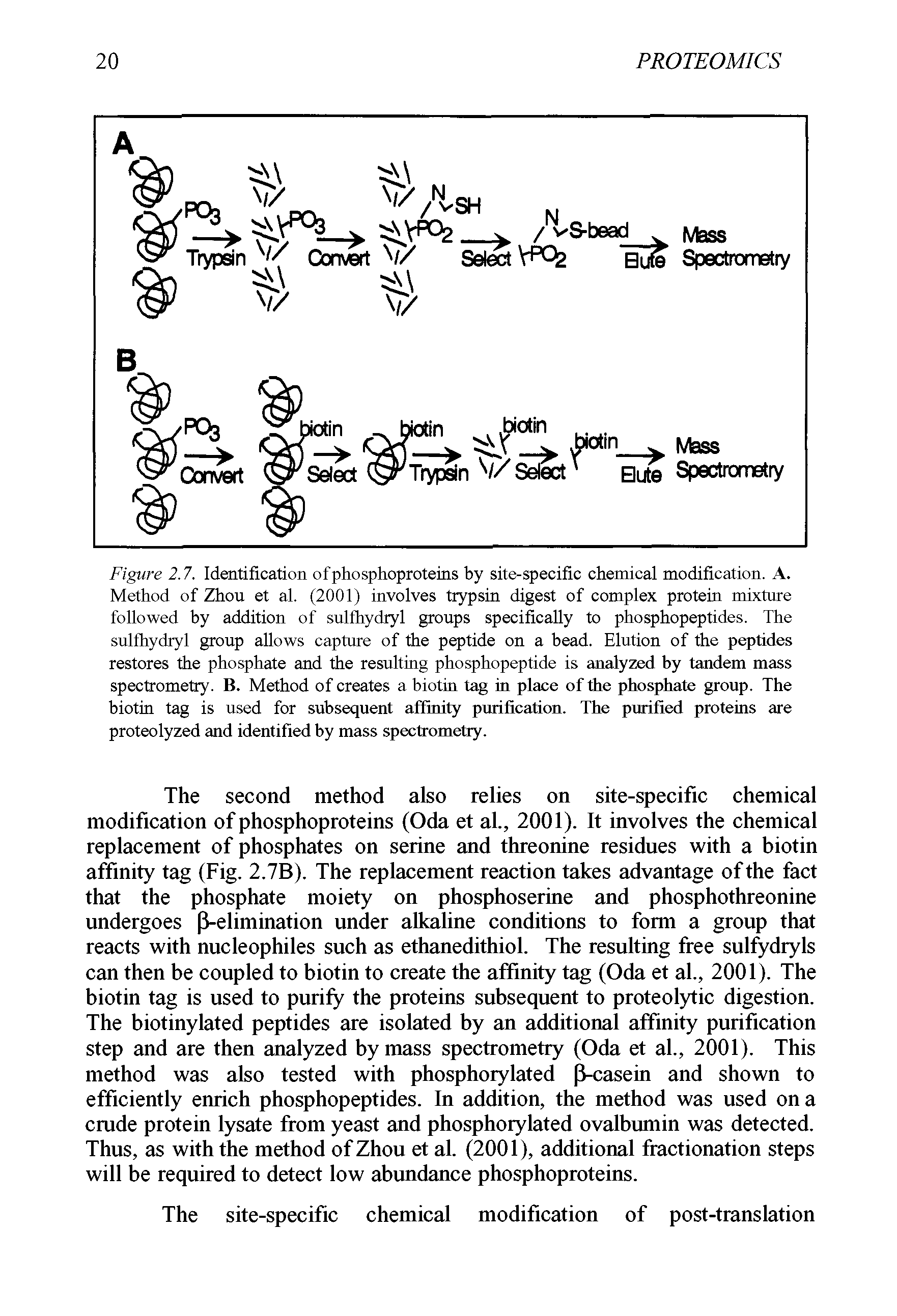 Figure 2.7. Identification ofphosphoproteins by site-specific chemical modification. A. Method of Zhou et al. (2001) involves trypsin digest of complex protein mixture followed by addition of sulfhydryl groups specifically to phosphopeptides. The sulfhydryl group allows capture of the peptide on a bead. Elution of the peptides restores the phosphate and the resulting phosphopeptide is analyzed by tandem mass spectrometry. B. Method of creates a biotin tag in place of the phosphate group. The biotin tag is used for subsequent affinity purification. The purified proteins are proteolyzed and identified by mass spectrometry.