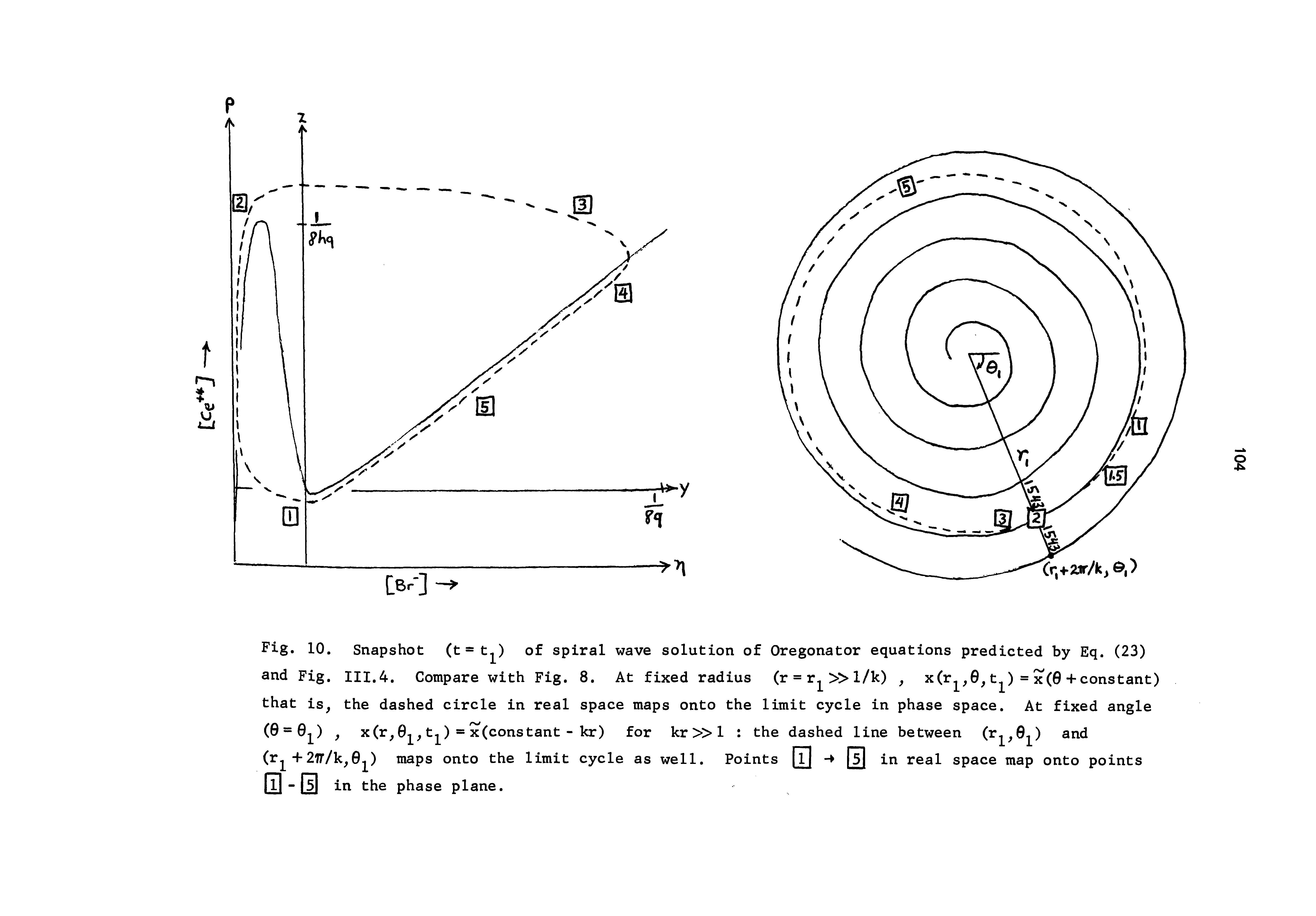 Fig. 10. Snapshot (t = tof spiral wave solution of Oregonator equations predicted by Eq. (23) and Fig. III.4. Compare with Fig. 8. At fixed radius (r = rj l/k), x(rj, 6,t ) = x(0+constant) that is, the dashed circle in real space maps onto the limit cycle in phase space. At fixed angle (0 = 0 ), x(r, 0, t ) = x(constant - kr) for kr l the dashed line between (rj, 0 ) and (r + 277/k,0j ) maps onto the limit cycle as well. Points 0 m in real space map onto points -H) in the phase plane.