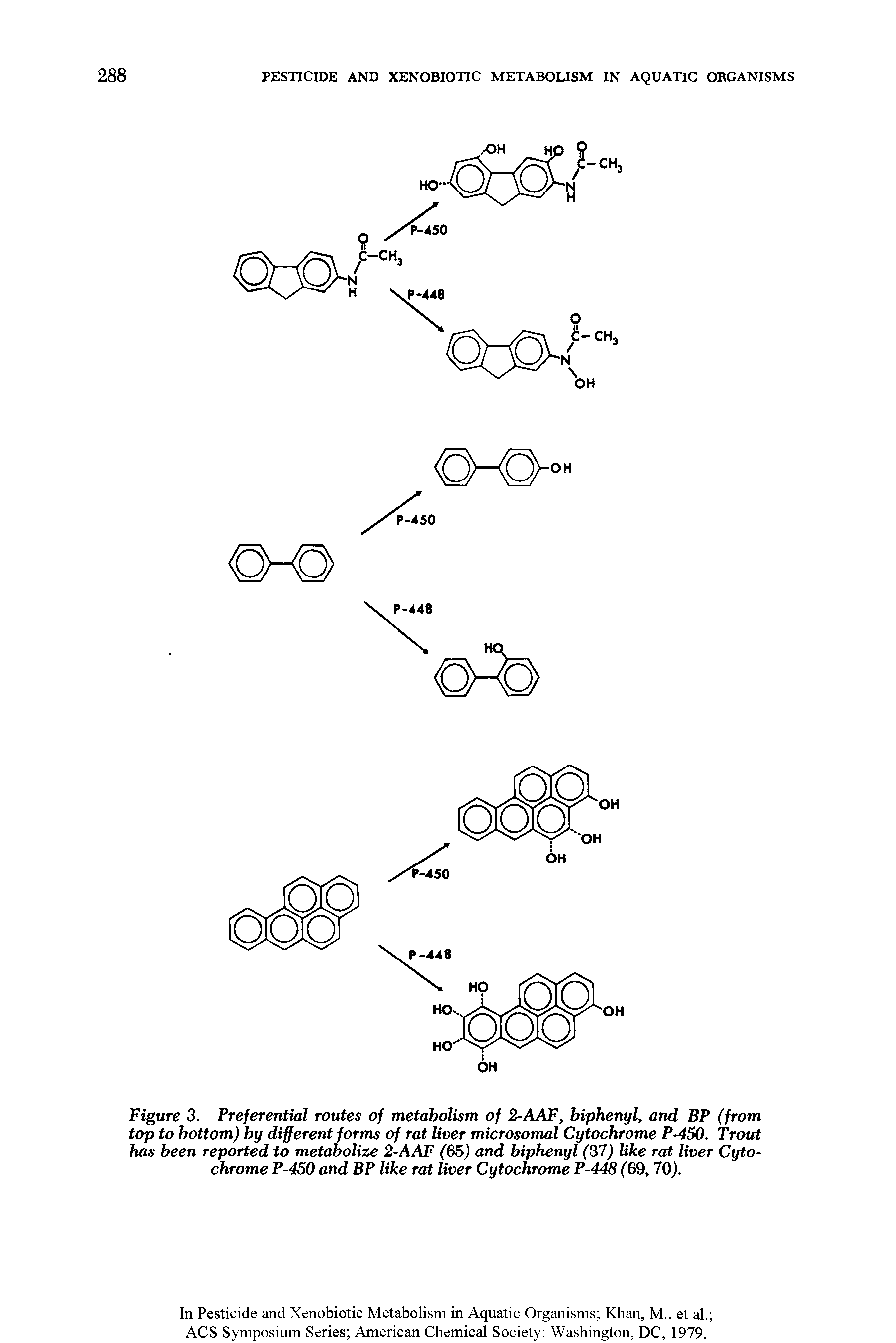 Figure 3. Preferential routes of metabolism of 2-AAF, biphenyl, and BP (from top to bottom) by different forms of rat liver microsomal Cytochrome P-450. Trout has been reported to metabolize 2-AAF (65) and biphenyl (37) like rat liver Cytochrome P-450 and BP like rat liver Cytochrome P-448 (69,70).