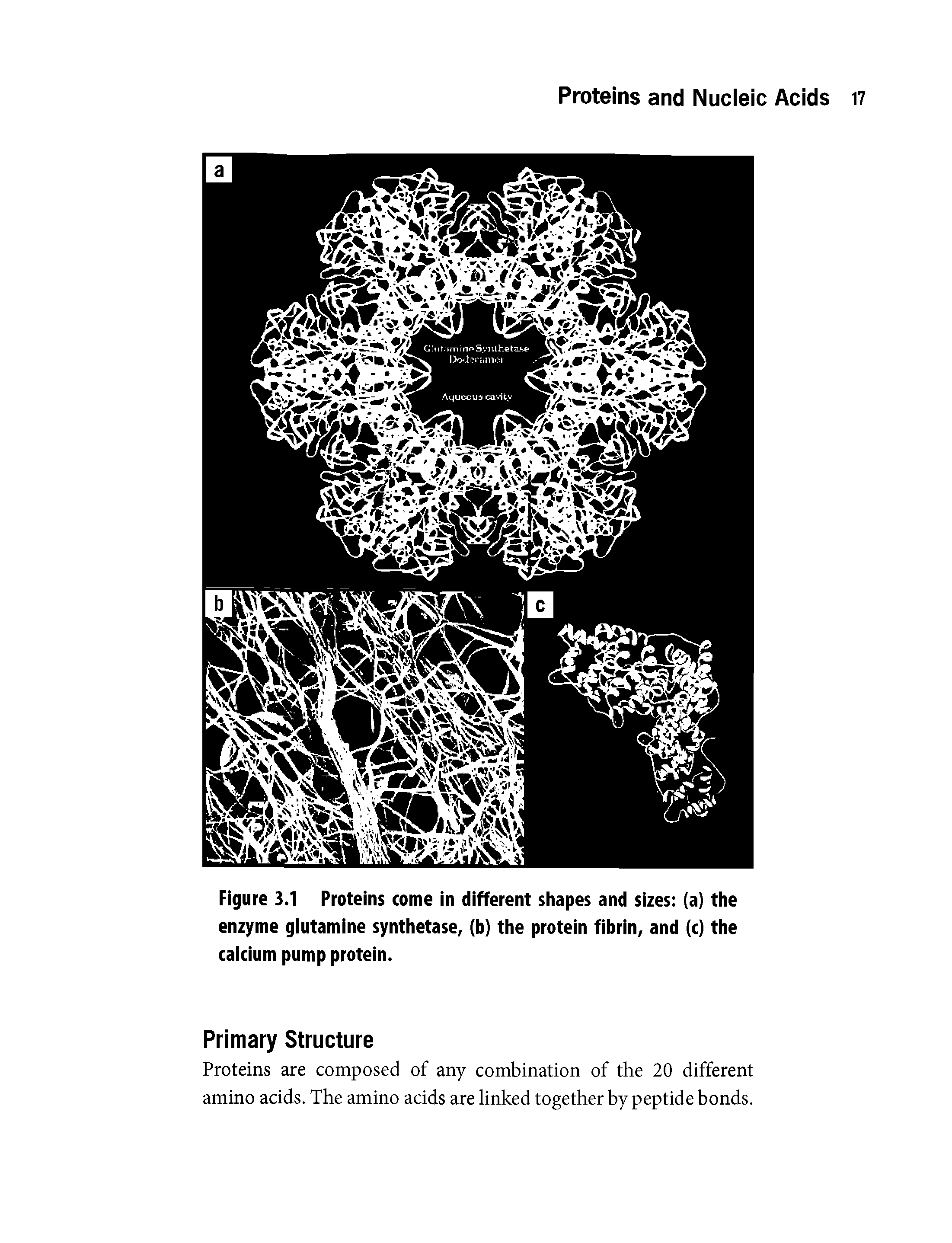 Figure 3.1 Proteins come in different shapes and sizes (a) the enzyme glutamine synthetase, (b) the protein fibrin, and (c) the calcium pump protein.