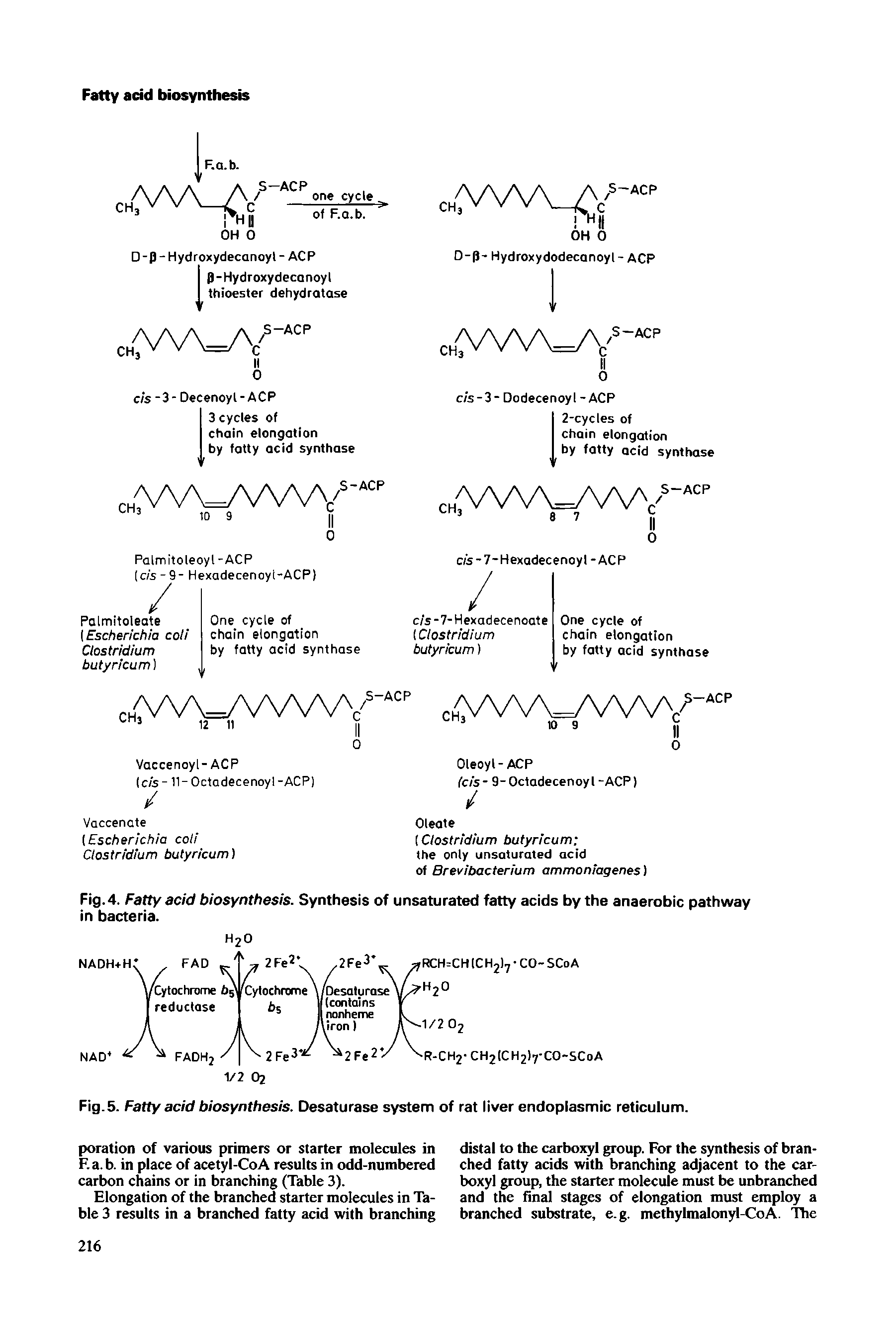 Fig. 4. Fatty acid biosynthesis. Synthesis of unsaturated fatty acids by the anaerobic pathway in bacteria.