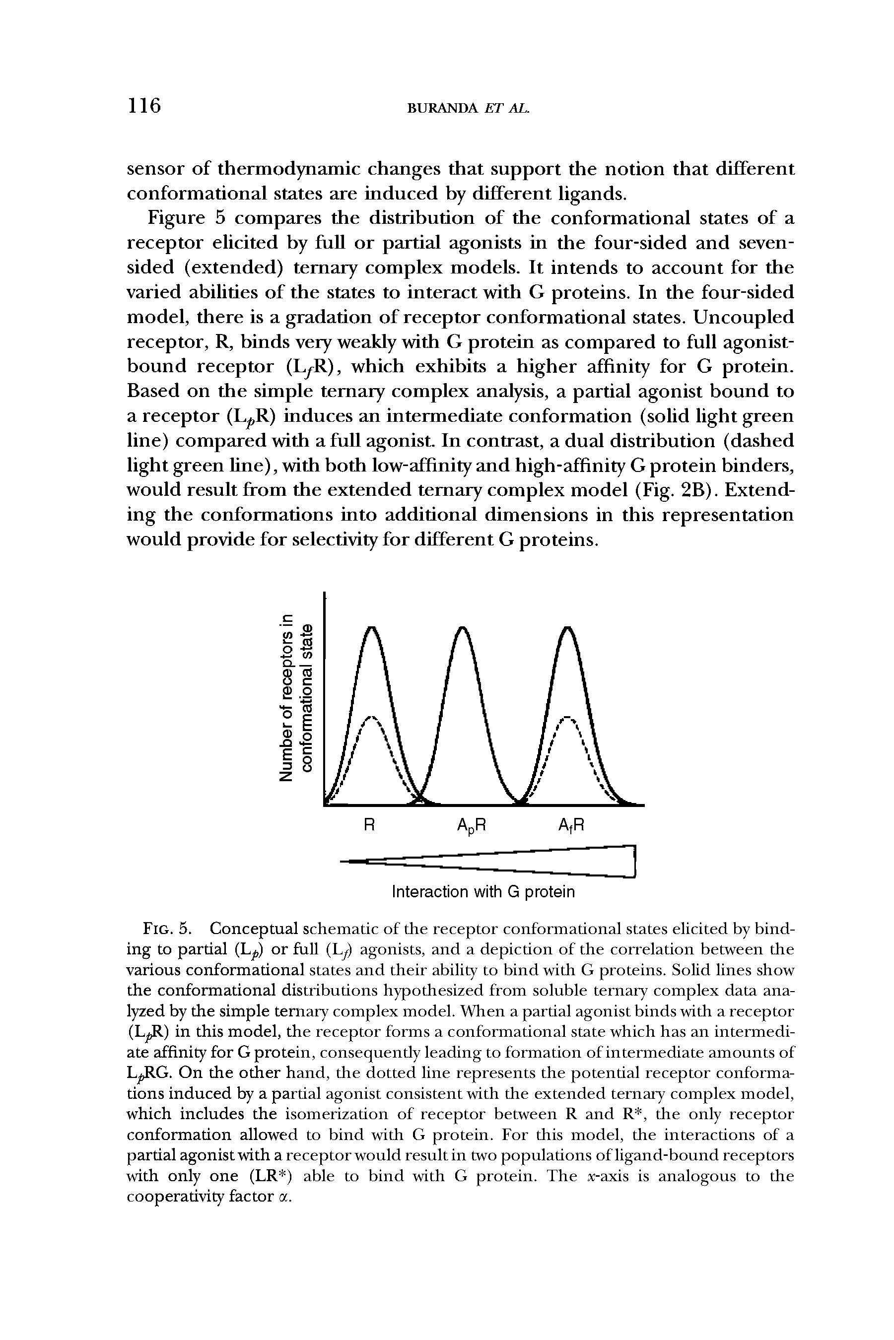 Fig. 5. Conceptual schematic of the receptor conformational states elicited by binding to partial (L, ) or full (Ly) agonists, and a depiction of the correlation between the various conformational states and their ability to bind with G proteins. Solid lines show the conformational distributions hypothesized from soluble ternary complex data analyzed by the simple ternary complex model. When a partial agonist binds with a receptor (L R) in this model, the receptor forms a conformational state which has an intermediate affinity for G protein, consequendy leading to formation of intermediate amounts of L RG. On the other hand, the dotted line represents the potential receptor conformations induced by a partial agonist consistent with the extended ternary complex model, which includes the isomerization of receptor between R and R, the only receptor conformation allowed to bind with G protein. For this model, the interactions of a partial agonist with a receptor would result in two populations of ligand-bound receptors with only one (LR ) able to bind with G protein. The x-axis is analogous to the cooperativity factor a.