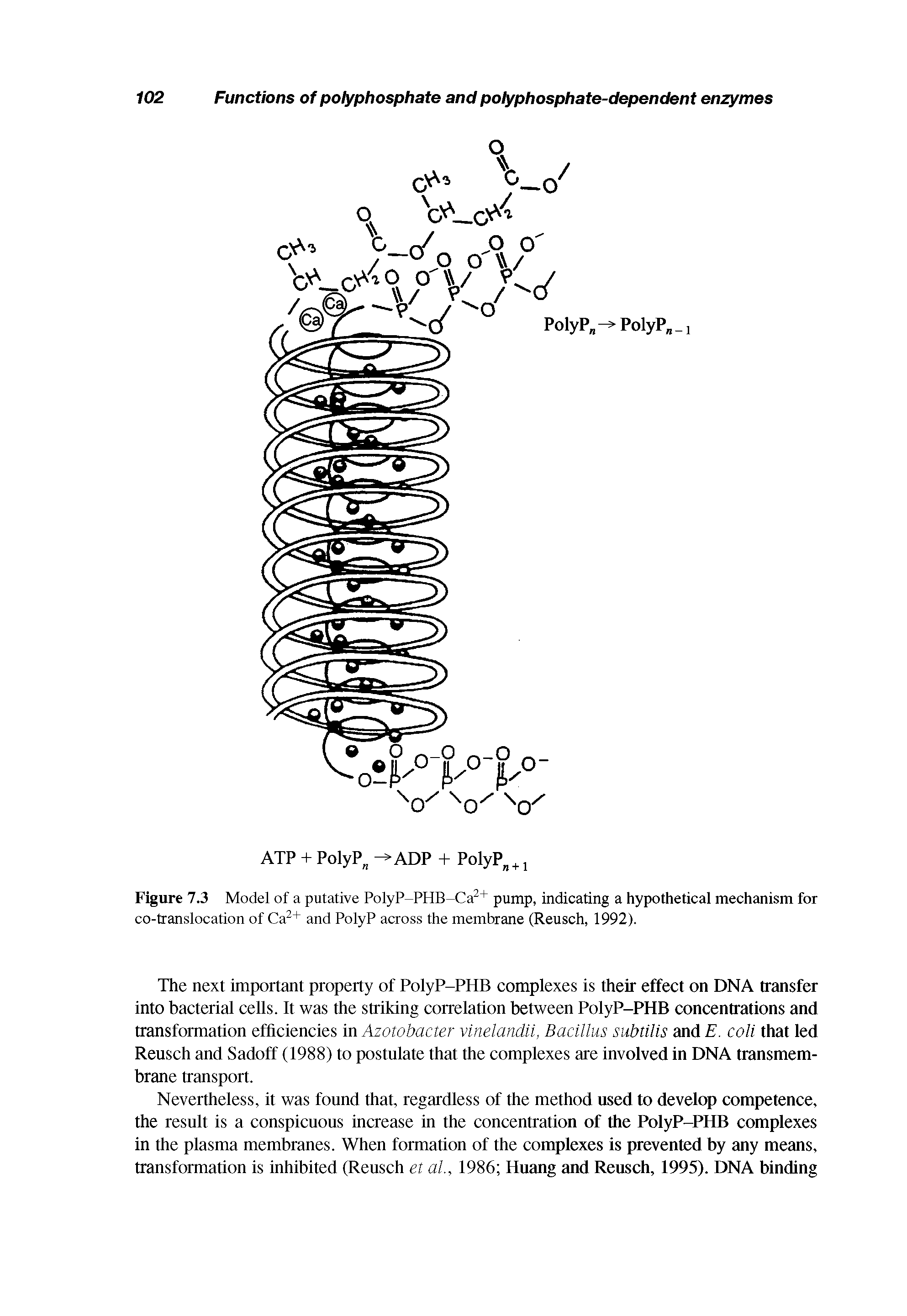 Figure 7.3 Model of a putative PolyP-PHB-Ca2+ pump, indicating a hypothetical mechanism for co-translocation of Ca2+ and PolyP across the membrane (Reusch, 1992).