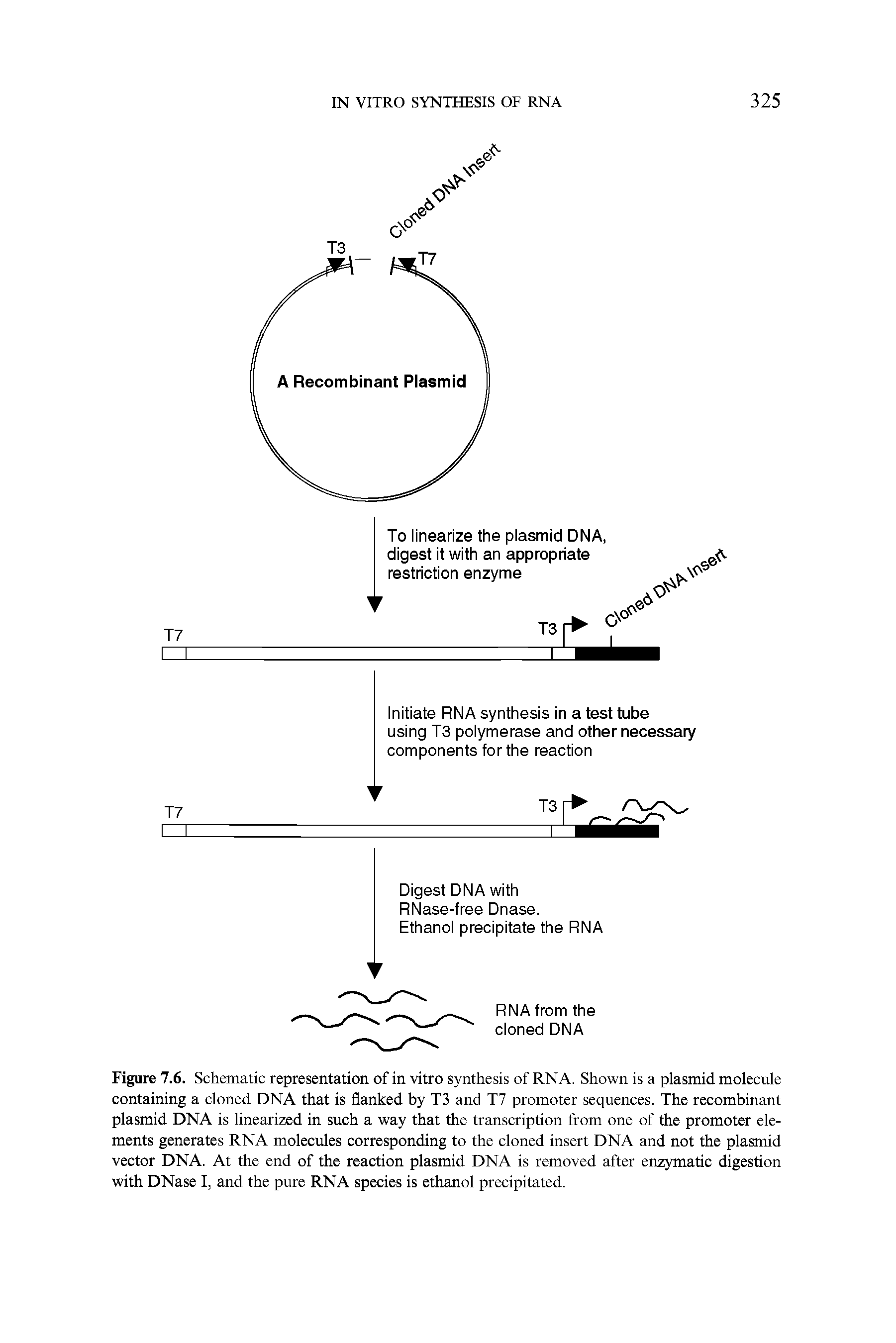 Figure 7.6. Schematic representation of in vitro synthesis of RNA. Shown is a plasmid molecule containing a cloned DNA that is flanked by T3 and T7 promoter sequences. The recombinant plasmid DNA is linearized in such a way that the transcription from one of the promoter elements generates RNA molecules corresponding to the cloned insert DNA and not the plasmid vector DNA. At the end of the reaction plasmid DNA is removed after enzymatic digestion with DNase I, and the pure RNA species is ethanol precipitated.