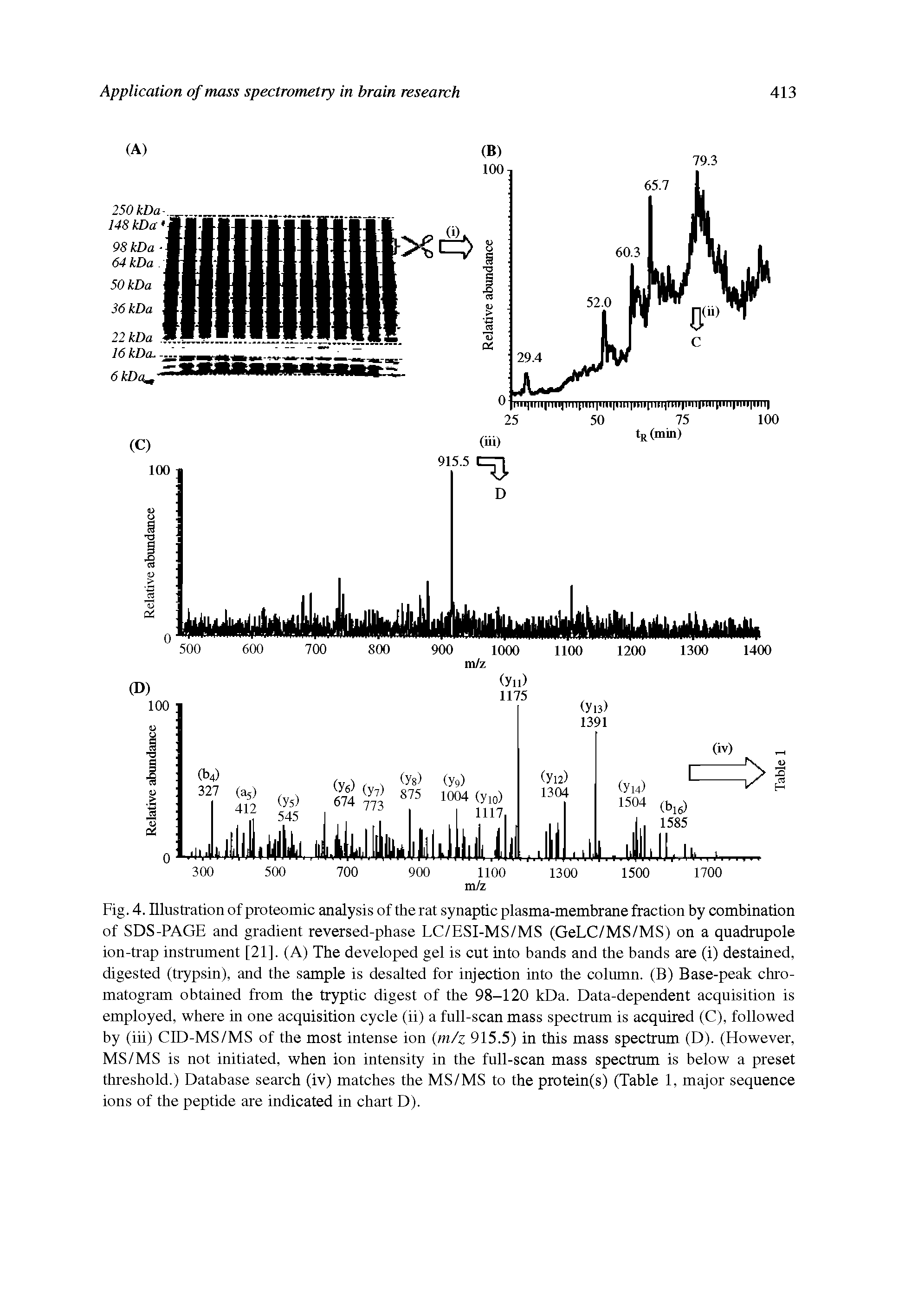 Fig. 4. Illustration of proteomic analysis of the rat synaptic plasma-membrane fraction by combination of SDS-PAGE and gradient reversed-phase LC/ESI-MS/MS (GeLC/MS/MS) on a quadrupole ion-trap instrument [21]. (A) The developed gel is cut into bands and the bands are (i) destained, digested (trypsin), and the sample is desalted for injection into the column. (B) Base-peak chromatogram obtained from the tryptic digest of the 98-120 kDa. Data-dependent acquisition is employed, where in one acquisition cycle (ii) a full-scan mass spectrum is acquired (C), followed by (iii) CID-MS/MS of the most intense ion (m/z 915.5) in this mass spectrum (D). (However, MS/MS is not initiated, when ion intensity in the full-scan mass spectrum is below a preset threshold.) Database search (iv) matches the MS/MS to the protein(s) (Table 1, major sequence ions of the peptide are indicated in chart D).