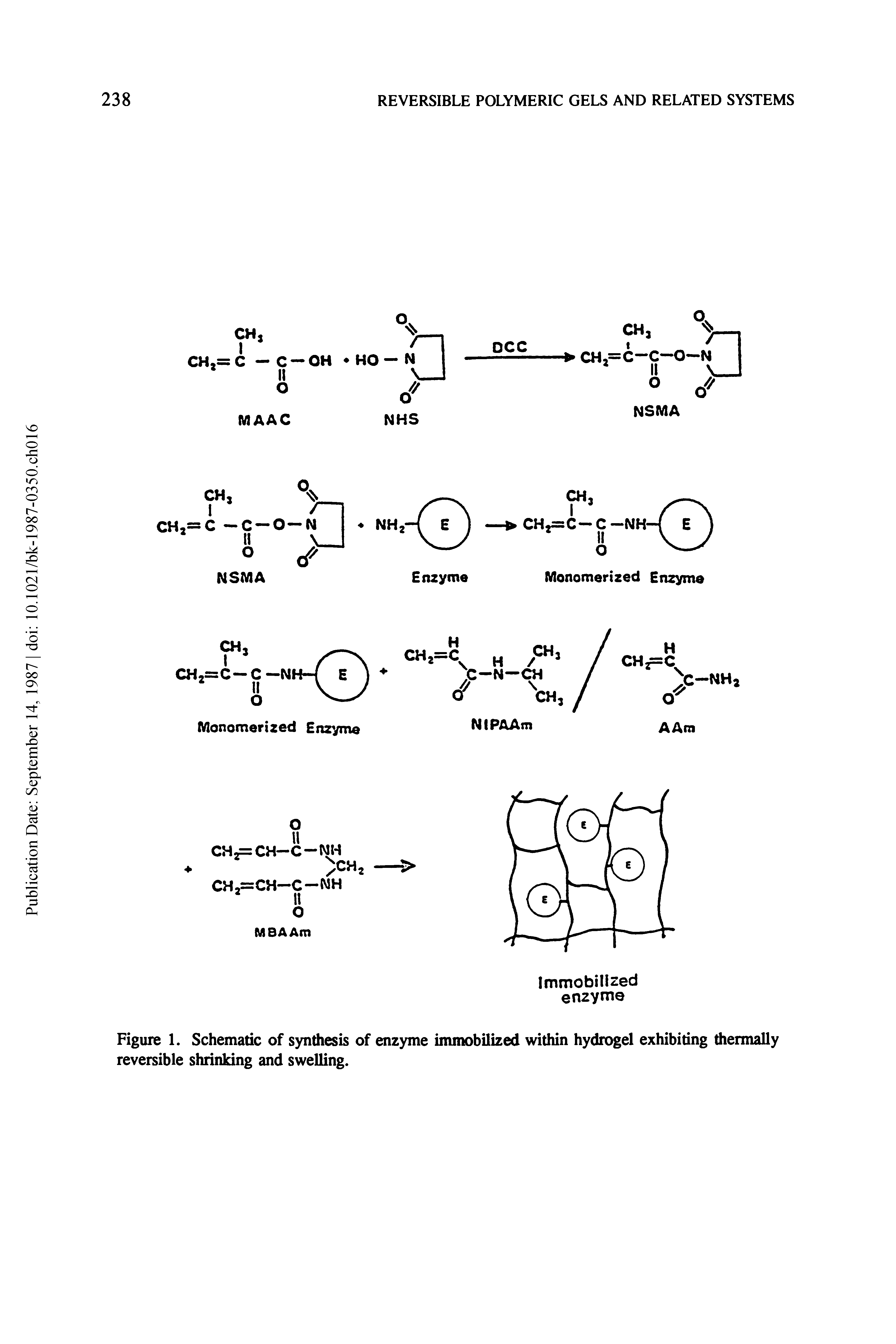 Figure 1. Schematic of synthesis of enzyme immobilized within hydrogel exhibiting thermally reversible shrinking and swelling.