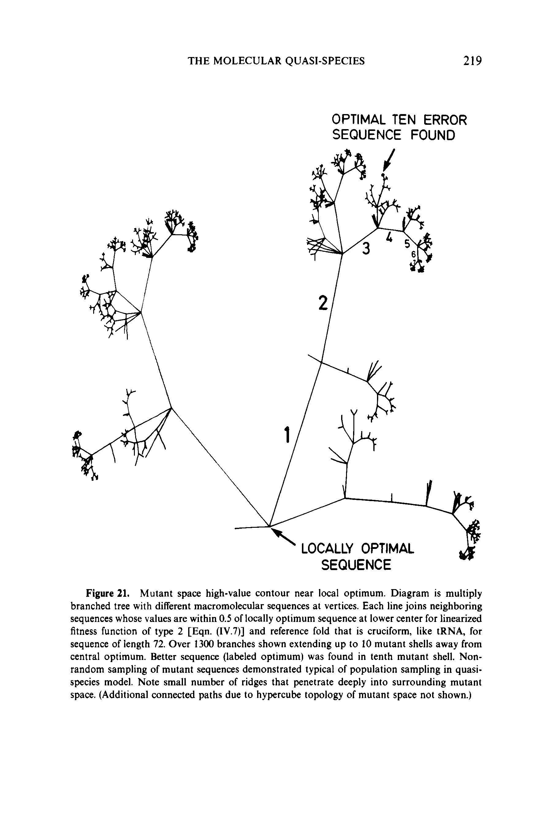 Figure 21. Mutant space high-value contour near local optimum. Diagram is multiply branched tree with different macromolecular sequences at vertices. Each line joins neighboring sequences whose values are within 0.5 of locally optimum sequence at lower center for linearized fitness function of type 2 [Eqn. (IV.7)] and reference fold that is cruciform, like tRNA, for sequence of length 72. Over 1300 branches shown extending up to 10 mutant shells away from central optimum. Better sequence (labeled optimum) was found in tenth mutant shell. Non-random sampling of mutant sequences demonstrated typical of population sampling in quasispecies model. Note small number of ridges that penetrate deeply into surrounding mutant space. (Additional connected paths due to hypercube topology of mutant space not shown.)...