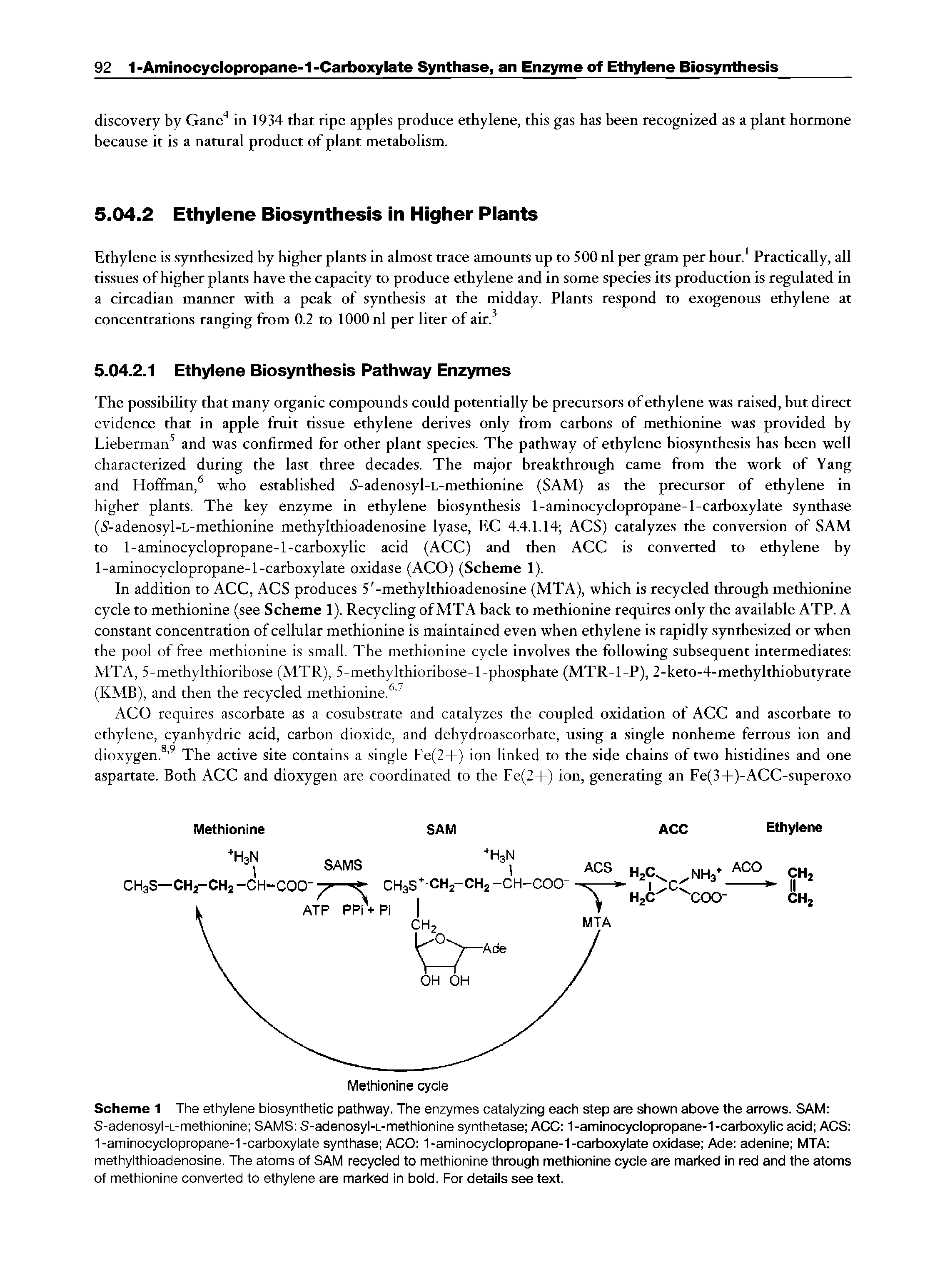 Scheme 1 The ethylene biosynthetic pathway. The enzymes catalyzing each step are shown above the arrows. SAM S-adenosyl-L-methionine SAMS S-adenosyl-i-methionine synthetase ACC 1-aminocyclopropane-1-carboxylic acid ACS 1-aminocyclopropane-1-carboxylate synthase ACO 1-aminocyclopropane-1-carboxylate oxidase Ade adenine MTA methylthioadenosine. The atoms of SAM recycled to methionine through methionine cycle are marked in red and the atoms of methionine converted to ethylene are marked in bold. For details see text.