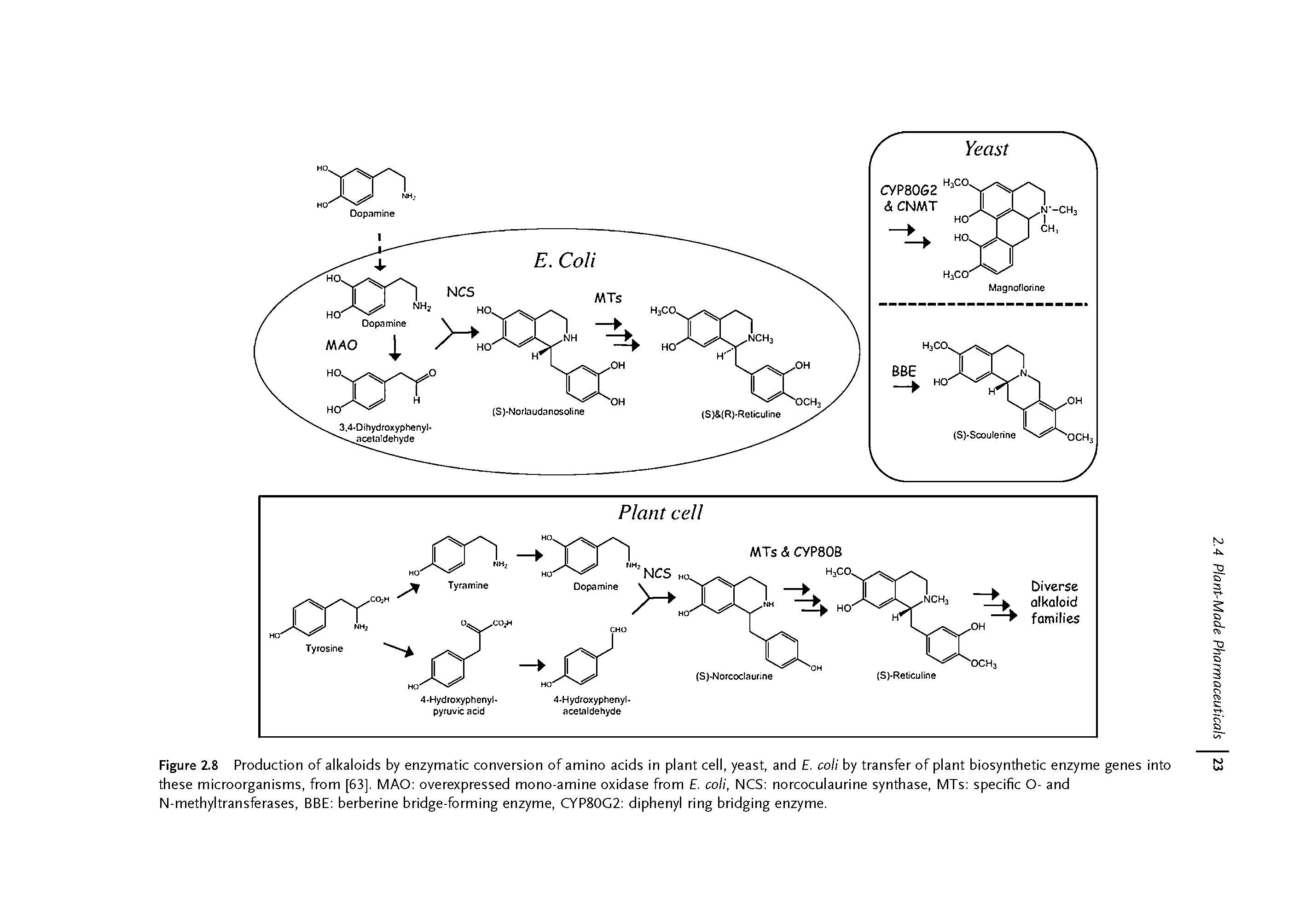 Figure 2.8 Production of alkaloids by enzymatic conversion of amino acids in plant cell, yeast, and E. coli by transfer of plant biosynthetic enzyme genes into these microorganisms, from [63]. MAO overexpressed mono-amine oxidase from E. coli, NCS norcoculaurine synthase, MTs specific O- and N-methyltransferases, BBE berberine bridge-forming enzyme, CYP80G2 diphenyl ring bridging enzyme.