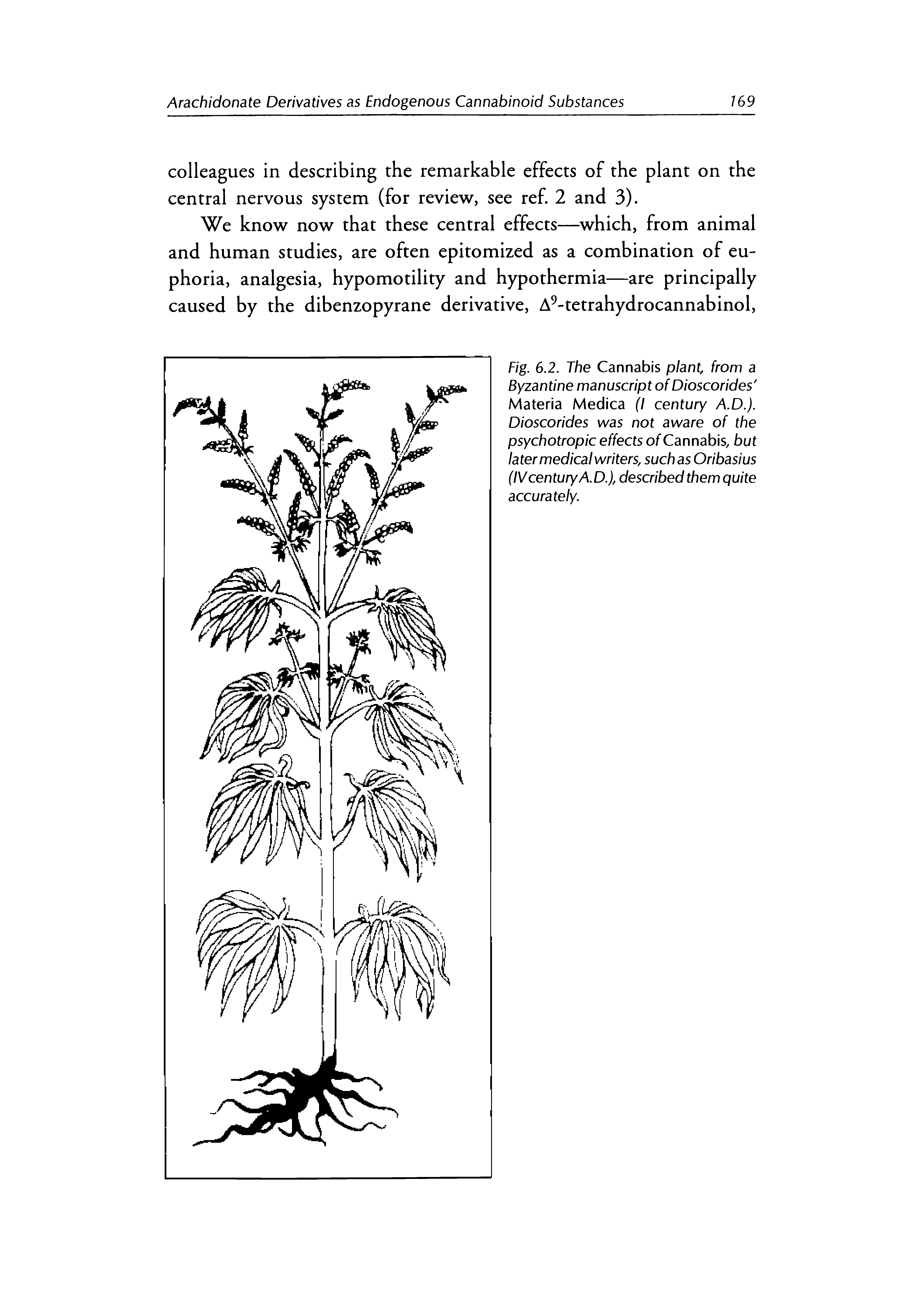 Fig. 6.2. The Cannabis plant, from a Byzantine manuscript of Dioscorides Materia Medica (I century A.D.). Dioscorides was not aware of the psychotropic effects of Cannabis, but later medical writers, such as Oribasius (IV century A. D.), described them quite accurately.