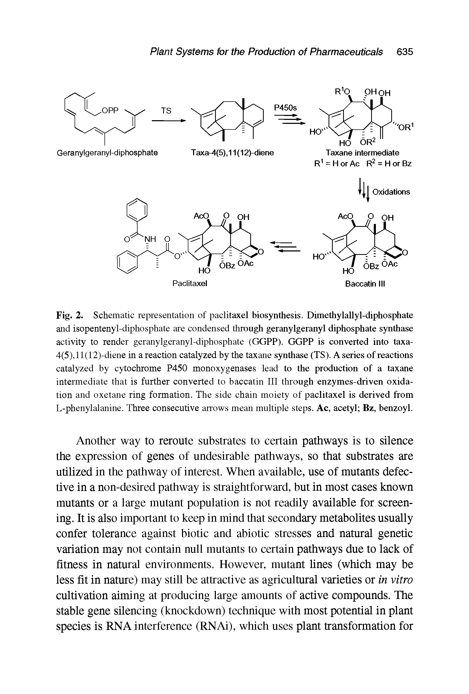 Fig. 2. Schematic representation of paclitaxel biosynthesis. Dimethylallyl-diphosphate and isopentenyl-diphosphate are condensed through geranylgeranyl diphosphate synthase activity to render geranylgeranyl-diphosphate (GGPP). GGPP is converted into taxa-4(5), 11 (12)-diene in a reaction catalyzed by the taxane synthase (TS). A series of reactions catalyzed by cytochrome P450 monoxygenases lead to the production of a taxane intermediate that is further converted to baccatin III through enzymes-driven oxidation and oxetane ring formation. The side chain moiety of paclitaxel is derived from L-phenylalanine. Three consecutive arrows mean multiple steps. Ac, acetyl Bz, benzoyl.