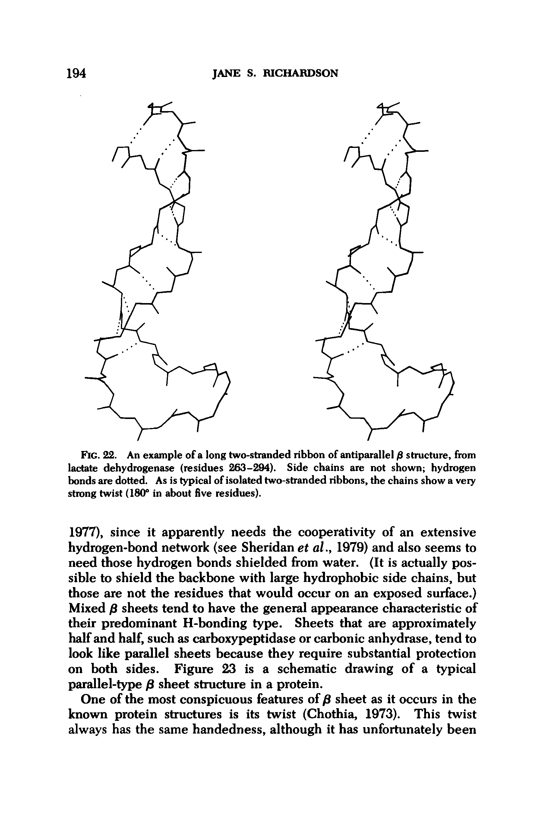 Fig. 22. An example of a long two-stranded ribbon of antiparallel jS structure, from lactate dehydrogenase (residues 263-294). Side chains are not shown hydrogen bonds are dotted. As is typical of isolated two-stranded ribbons, the chains show a very strong twist (180° in about five residues).