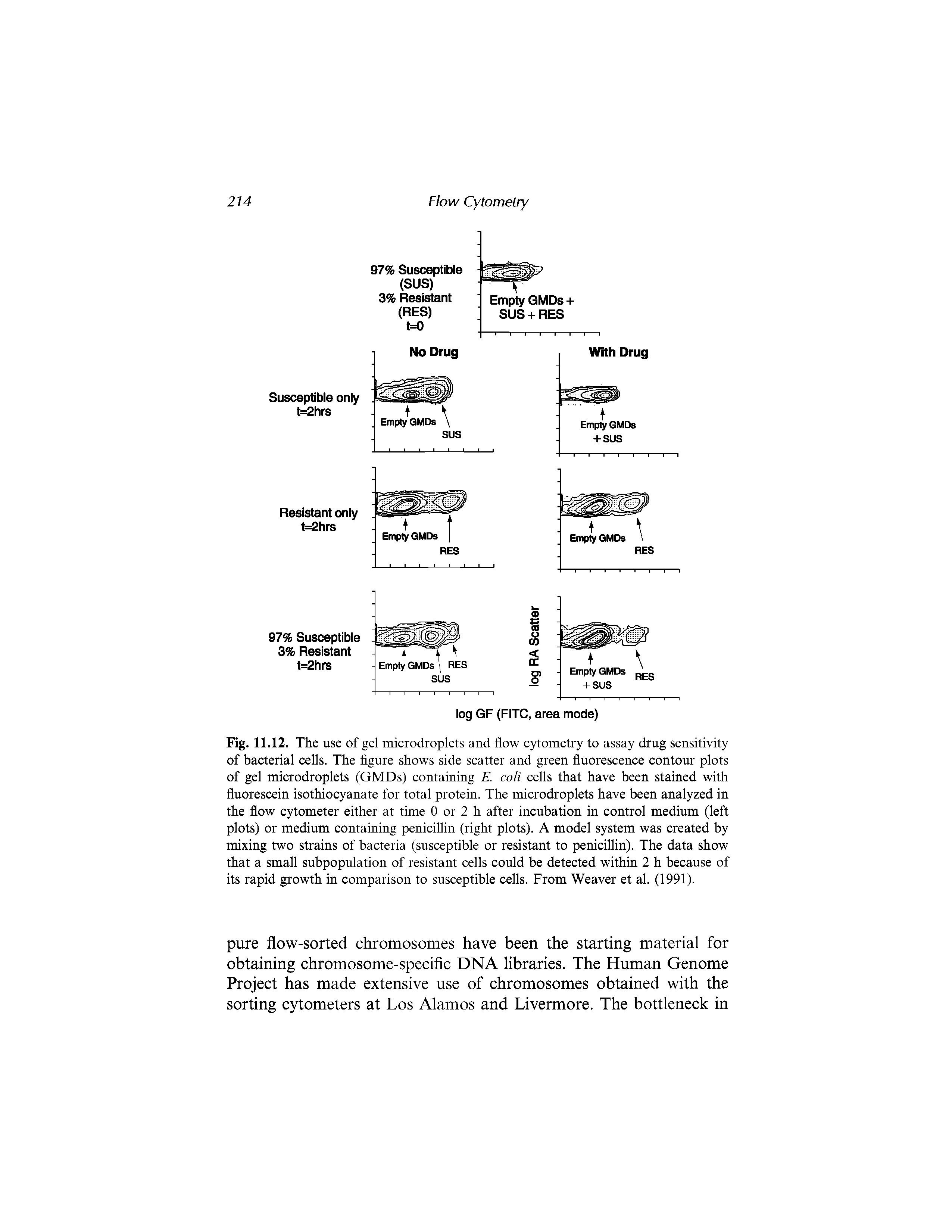 Fig. 11.12. The use of gel microdroplets and flow cytometry to assay drug sensitivity of bacterial cells. The figure shows side scatter and green fluorescence contour plots of gel microdroplets (GMDs) containing E. coli cells that have been stained with fluorescein isothiocyanate for total protein. The microdroplets have been analyzed in the flow cytometer either at time 0 or 2 h after incubation in control medium (left plots) or medium containing penicillin (right plots). A model system was created by mixing two strains of bacteria (susceptible or resistant to penicillin). The data show that a small subpopulation of resistant cells could be detected within 2 h because of its rapid growth in comparison to susceptible cells. From Weaver et al. (1991).
