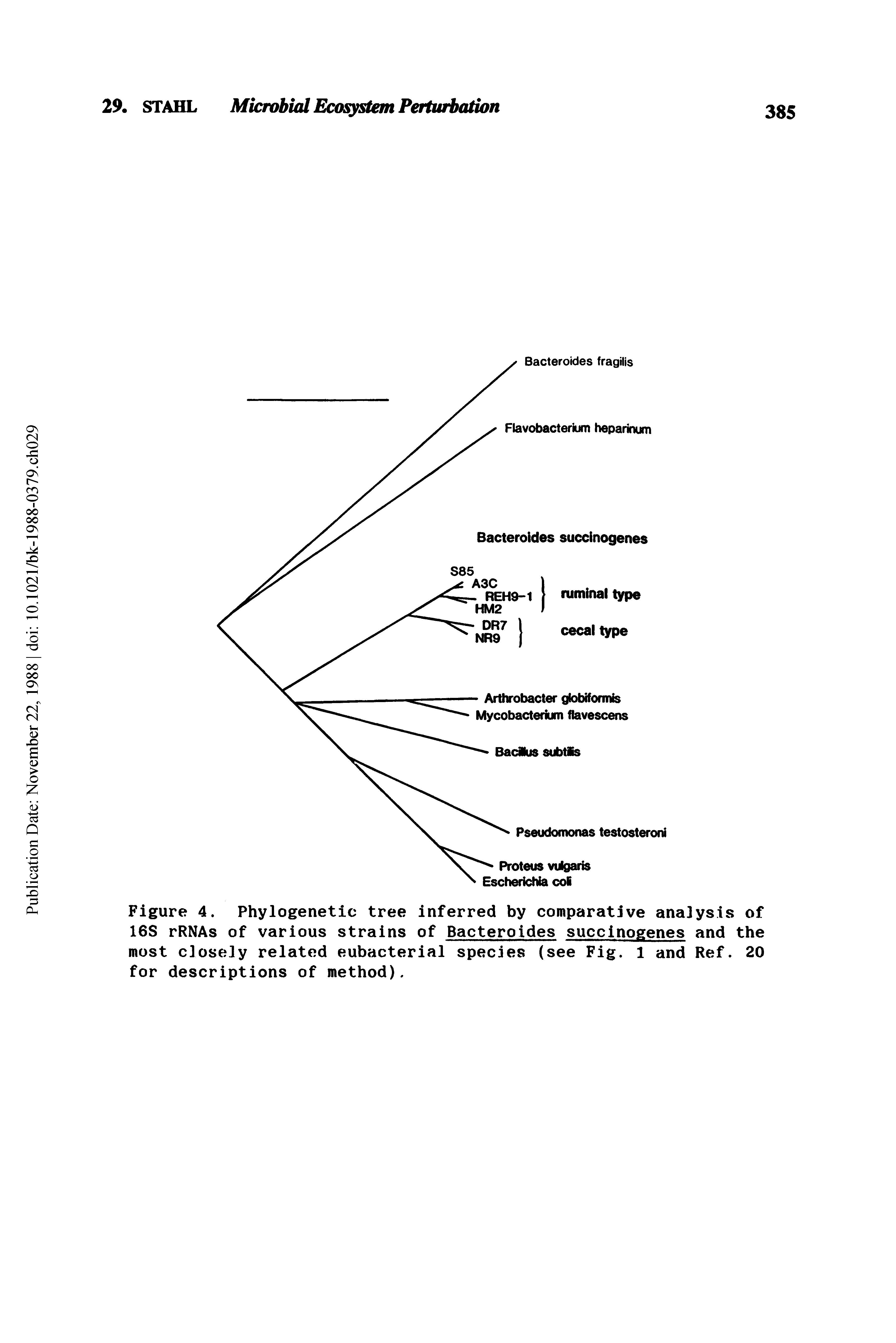 Figure 4. Phylogenetic tree inferred by comparative analysis of 16S rRNAs of various strains of Bacteroides succinogenes and the most closely related eubacterial species (see Fig. 1 and Ref. 20 for descriptions of method).
