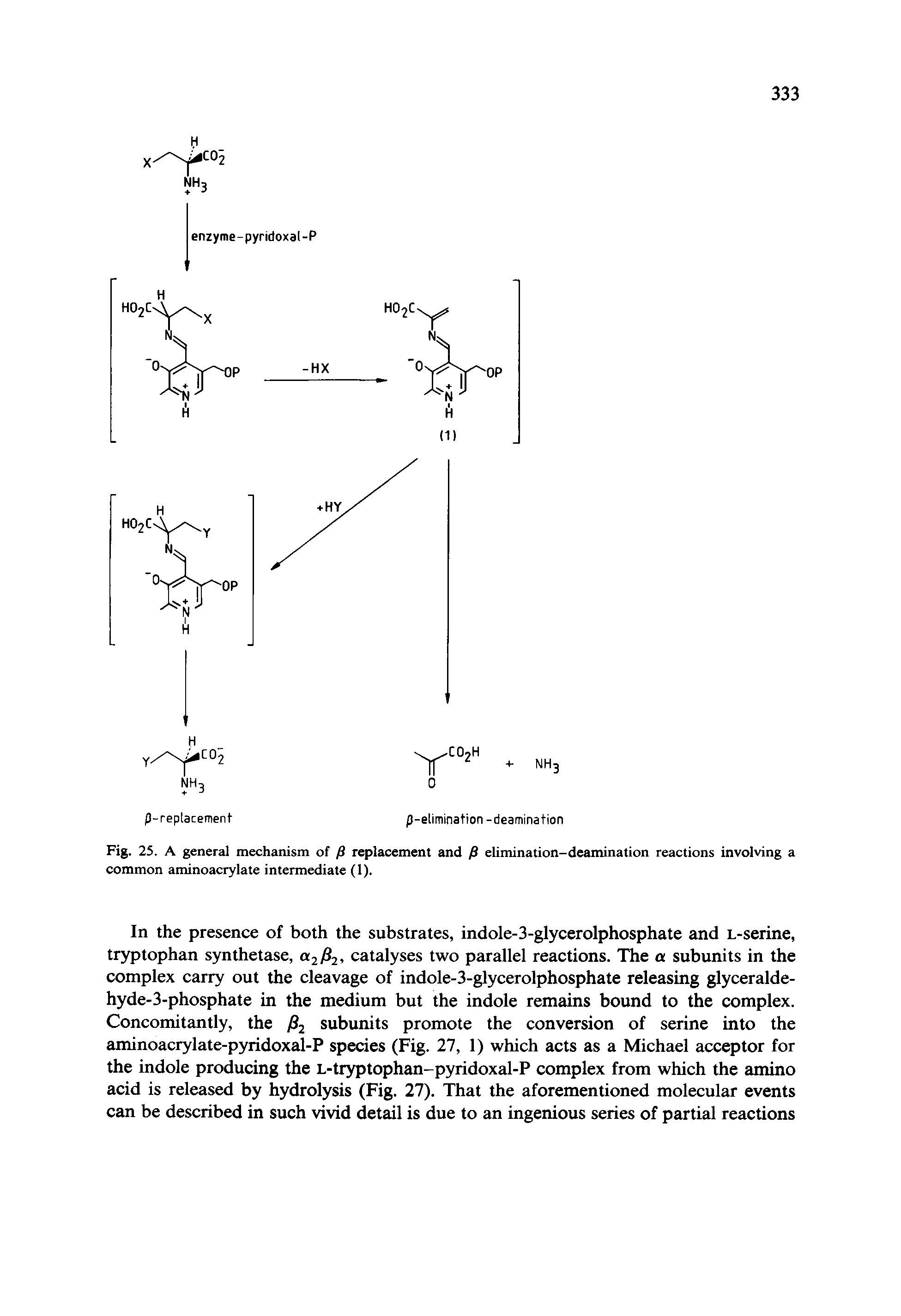 Fig. 25. A general mechanism of /8 replacement and P elimination-deamination reactions involving a common aminoacrylate intermediate (1).