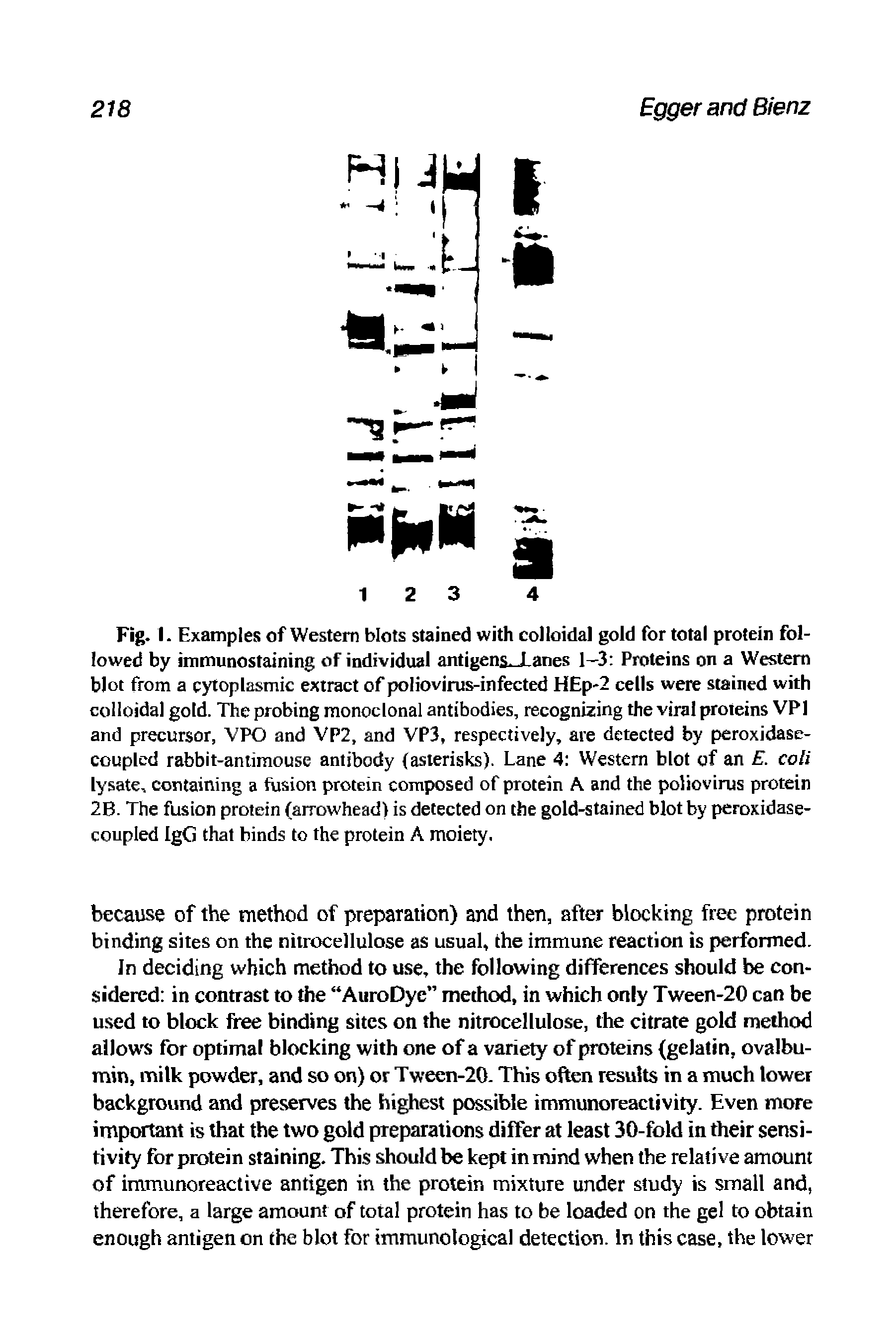 Fig. I. Examples of Western blots stained with colloidal gold for total protein followed by immunostaining of individual antigensJ.anes 1—3 Proteins on a Western blot from a cytoplasmic extract of poliovirus-infected HEp-2 cells were stained with colloidal gold. The probing monoclonal antibodies, recognizing the viral proteins VP1 and precursor, VPO and VP2, and VP3, respectively, are detected by peroxidase-coupled rabbit-antimouse antibody (asterisks). Lane 4 Western blot of an E. coli lysate, containing a fusion protein composed of protein A and the poliovirus protein 2B. The fusion protein (arrowhead) is detected on the gold-stained blot by peroxidase-coupled IgG that binds to the protein A moiety.