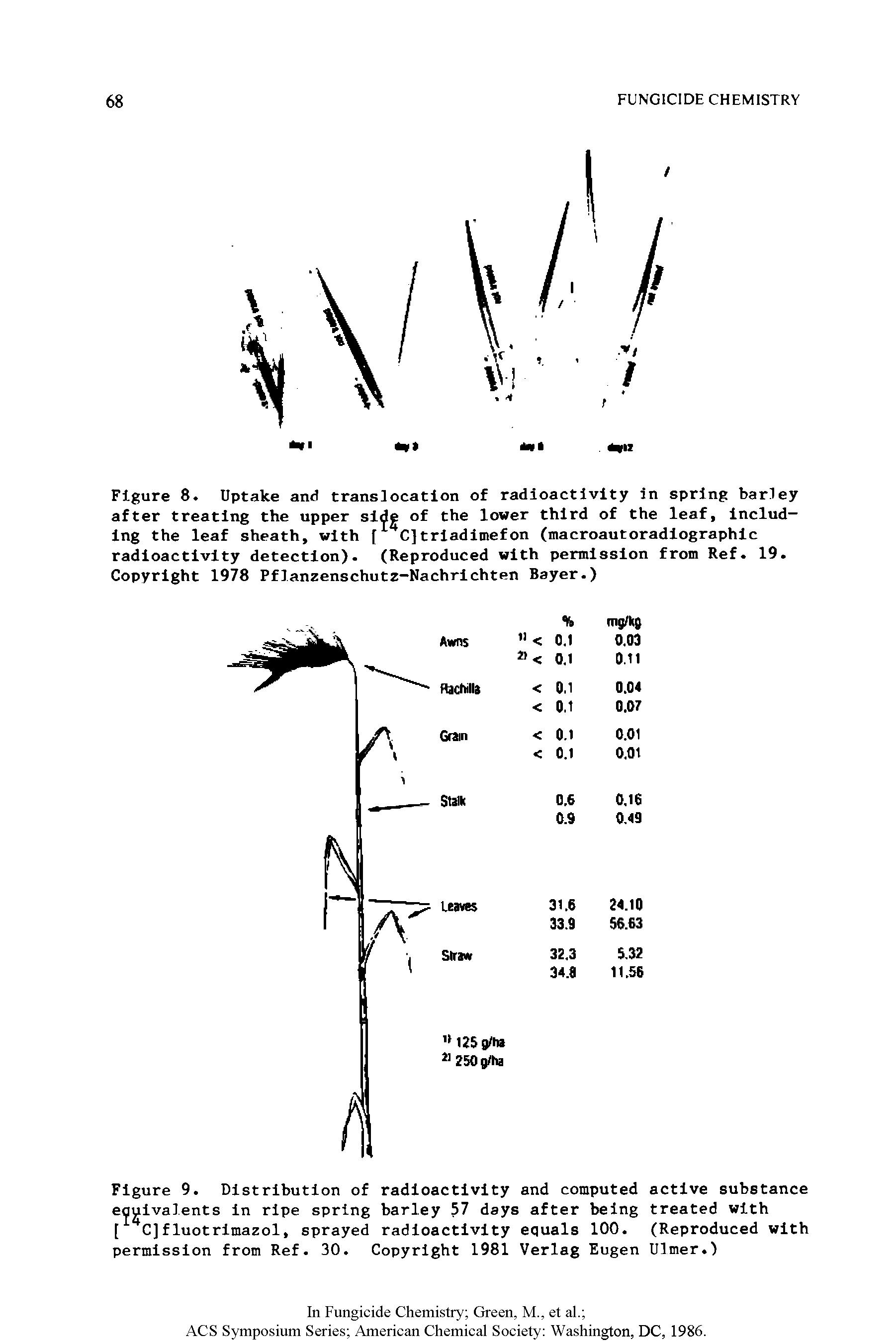 Figure 8. Uptake and translocation of radioactivity in spring barley after treating the upper side of the lower third of the leaf, including the leaf sheath, with [ 4C]triadimefon (macroautoradiographic radioactivity detection). (Reproduced with permission from Ref. 19. Copyright 1978 Pflanzenschutz-Nachrichten Bayer.)...