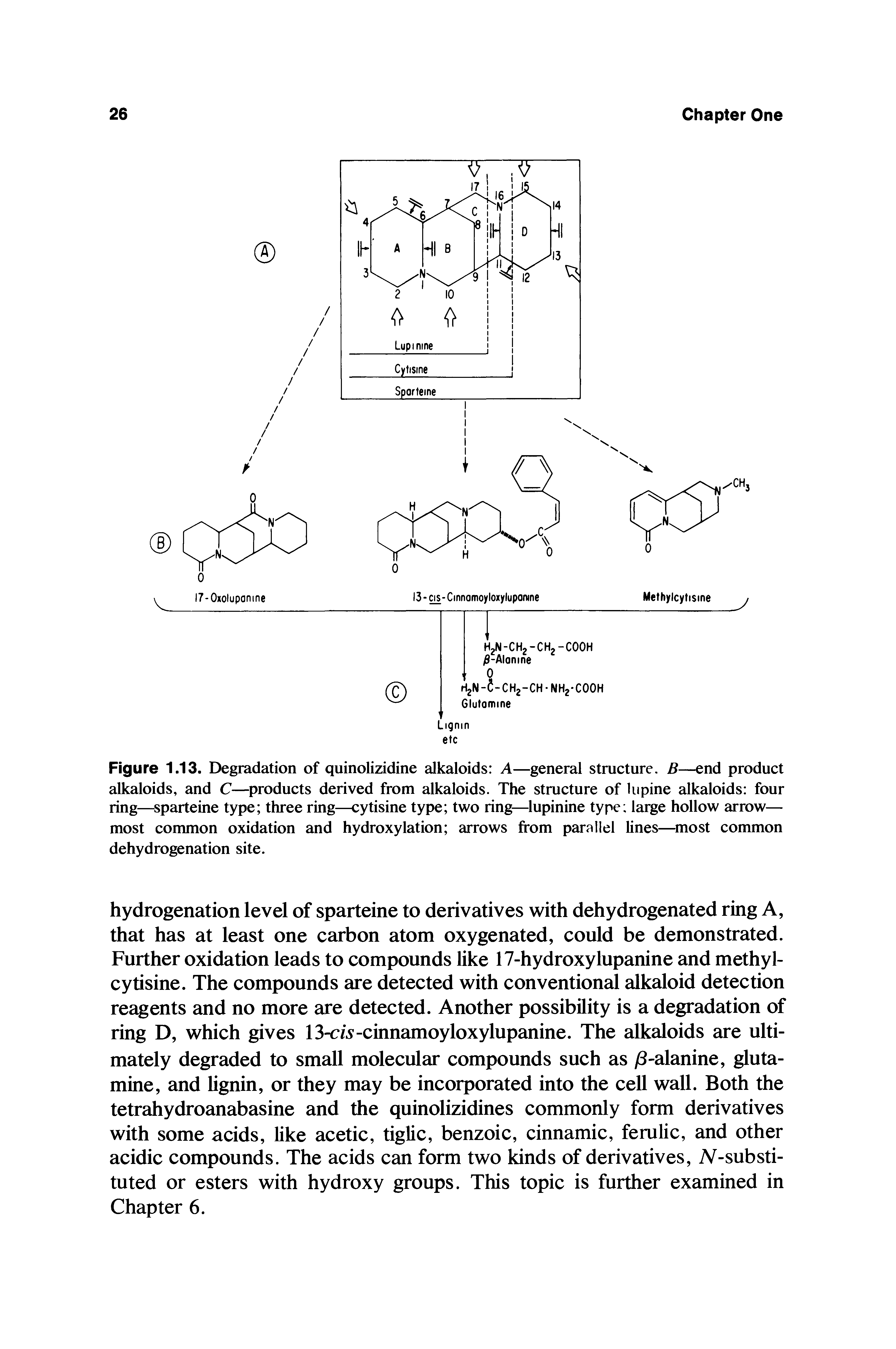 Figure 1.13. Degradation of quinolizidine alkaloids A—general structure. B—end product alkaloids, and C— products derived from alkaloids. The structure of lupine alkaloids four ring— sparteine type three ring—cytisine type two ring— lupinine type laige hollow arrow— most common oxidation and hydroxylation arrows from parallel lines— most common dehydrogenation site.