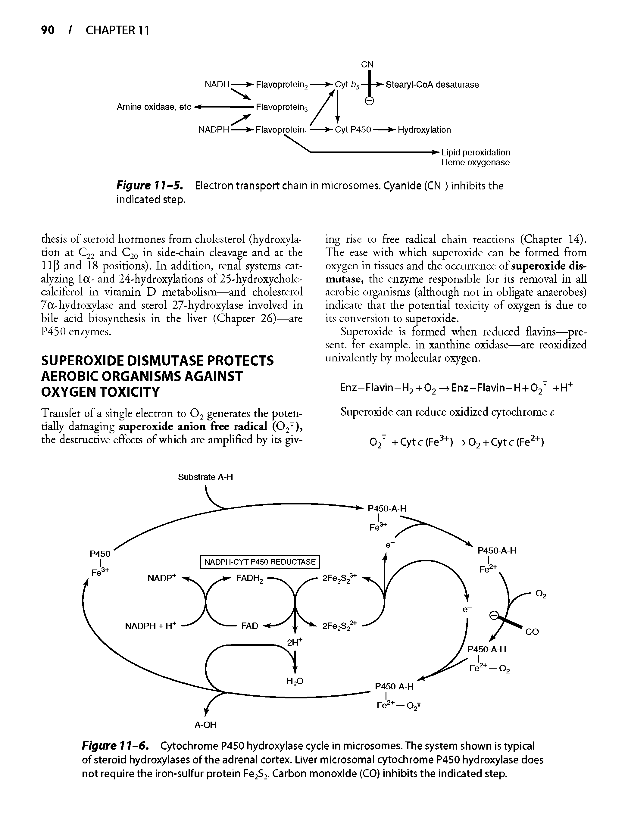 Figure 11-6. Cytochrome P450 hydroxylase cycle in microsomes. The system shown is typical of steroid hydroxylases of the adrenal cortex. Liver microsomal cytochrome P450 hydroxylase does not require the iron-sulfur protein FejSj. Carbon monoxide (CO) inhibits the indicated step.