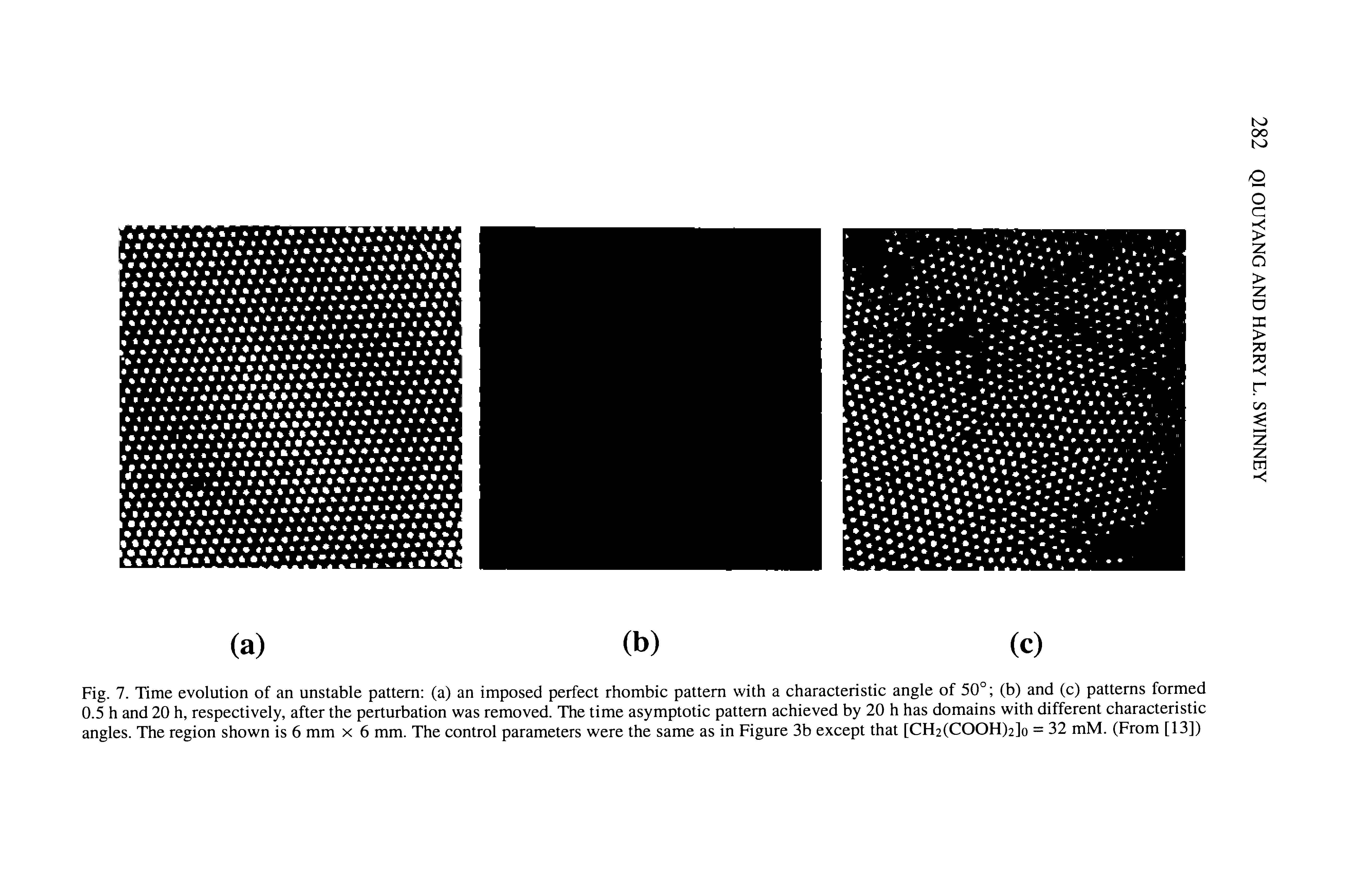 Fig. 7. Time evolution of an unstable pattern (a) an imposed perfect rhombic pattern with a characteristic angle of 50° (b) and (c) patterns formed 0.5 h and 20 h, respectively, after the perturbation was removed. The time asymptotic pattern achieved by 20 h has domains with different characteristic angles. The region shown is 6 mm x 6 mm. The control parameters were the same as in Figure 3b except that [CH2(COOH)2]o = 32 mM. (From [13])...