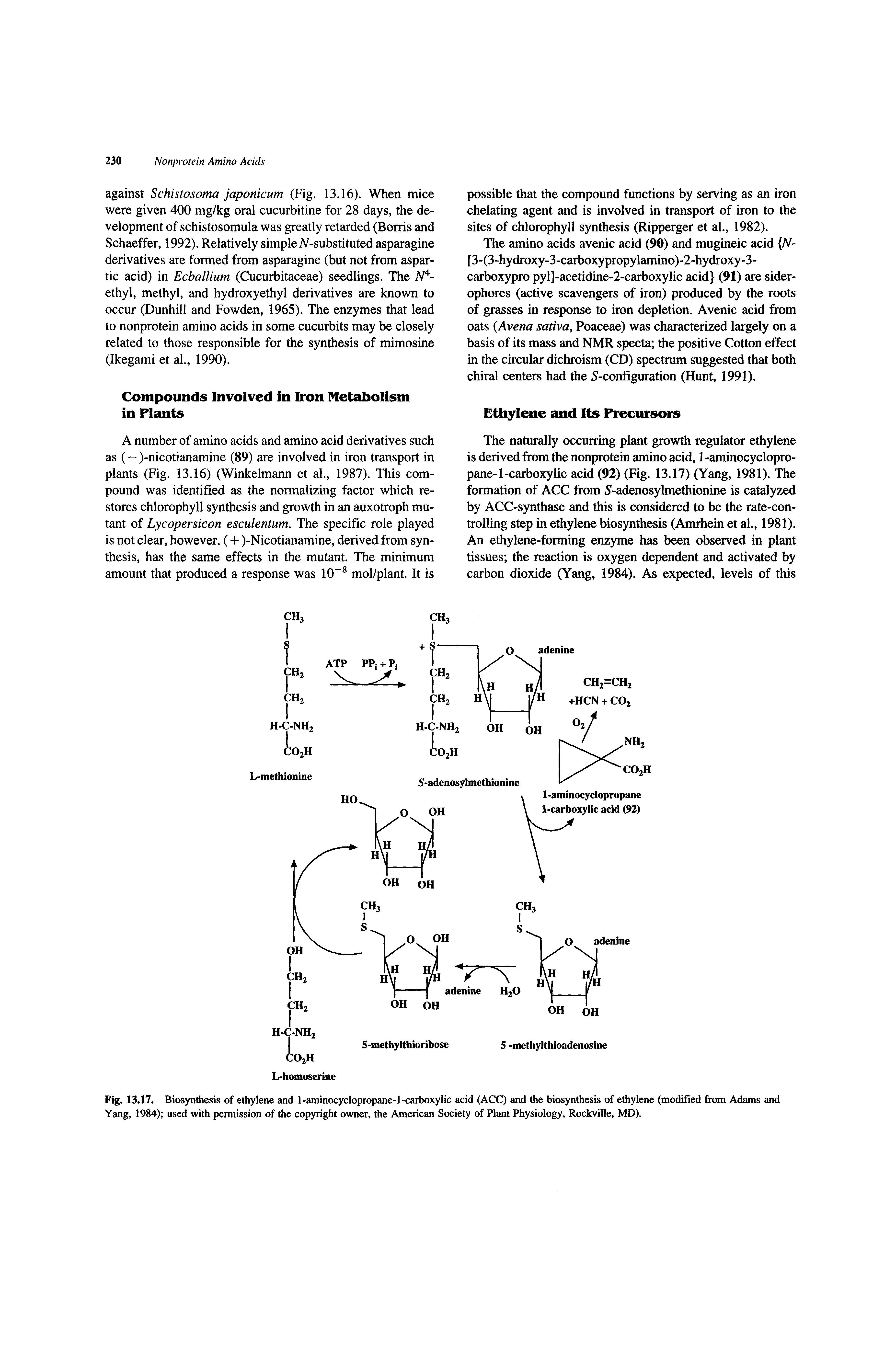 Fig. 13.17. Biosynthesis of ethylene and l-aminocyclopropane-l-carboxylic acid (ACC) and the biosynthesis of ethylene (modified from / Yang, 1984) used with permission of the copyright owner, the American Society of Plant Physiology, Rockville, MD).