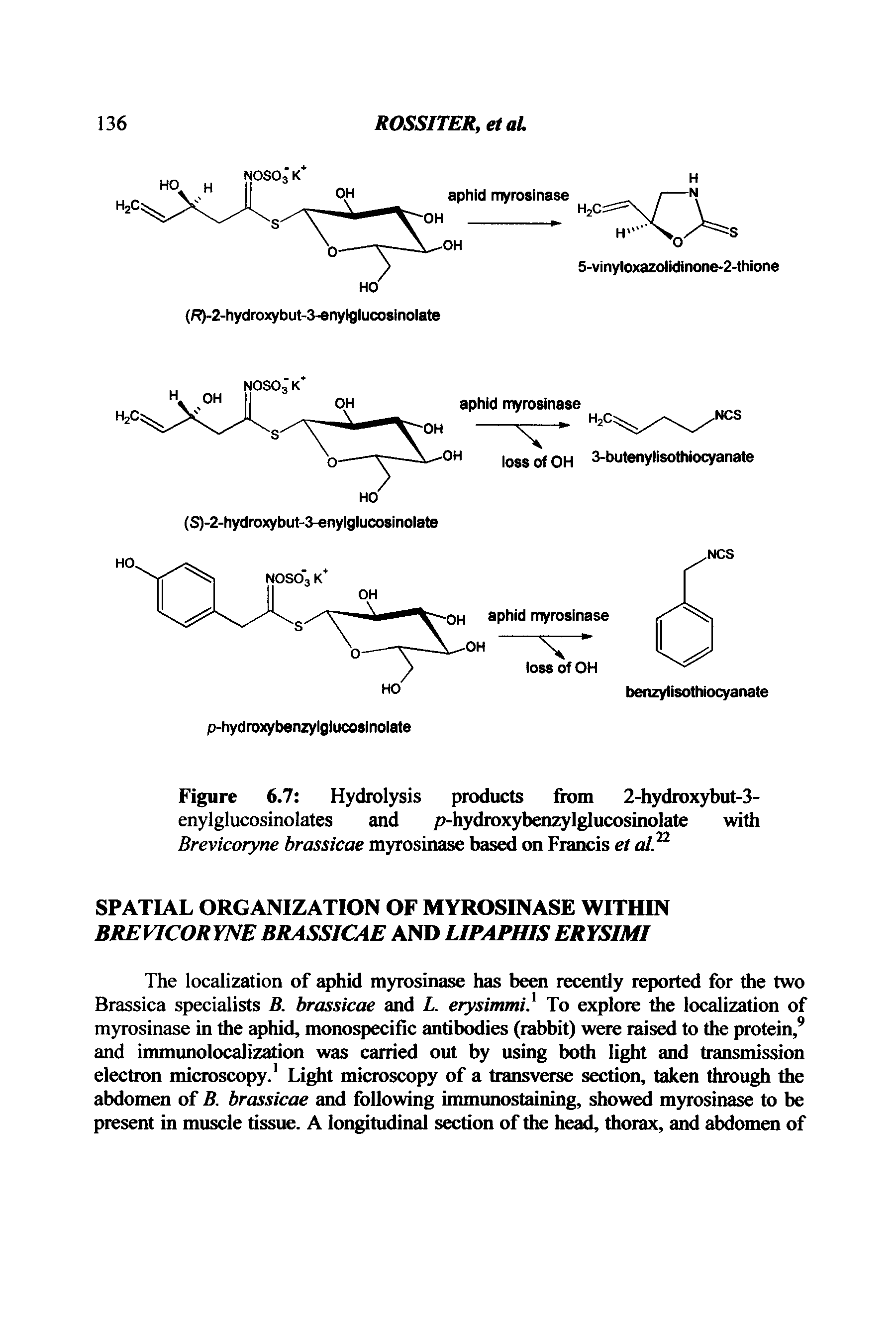 Figure 6.7 Hydrolysis products from 2-hydroxybut-3-enylglucosinolates and p-hydroxybenzylglucosinolate with Brevicoryne brassicae myrosinase based on Francis et al 2...