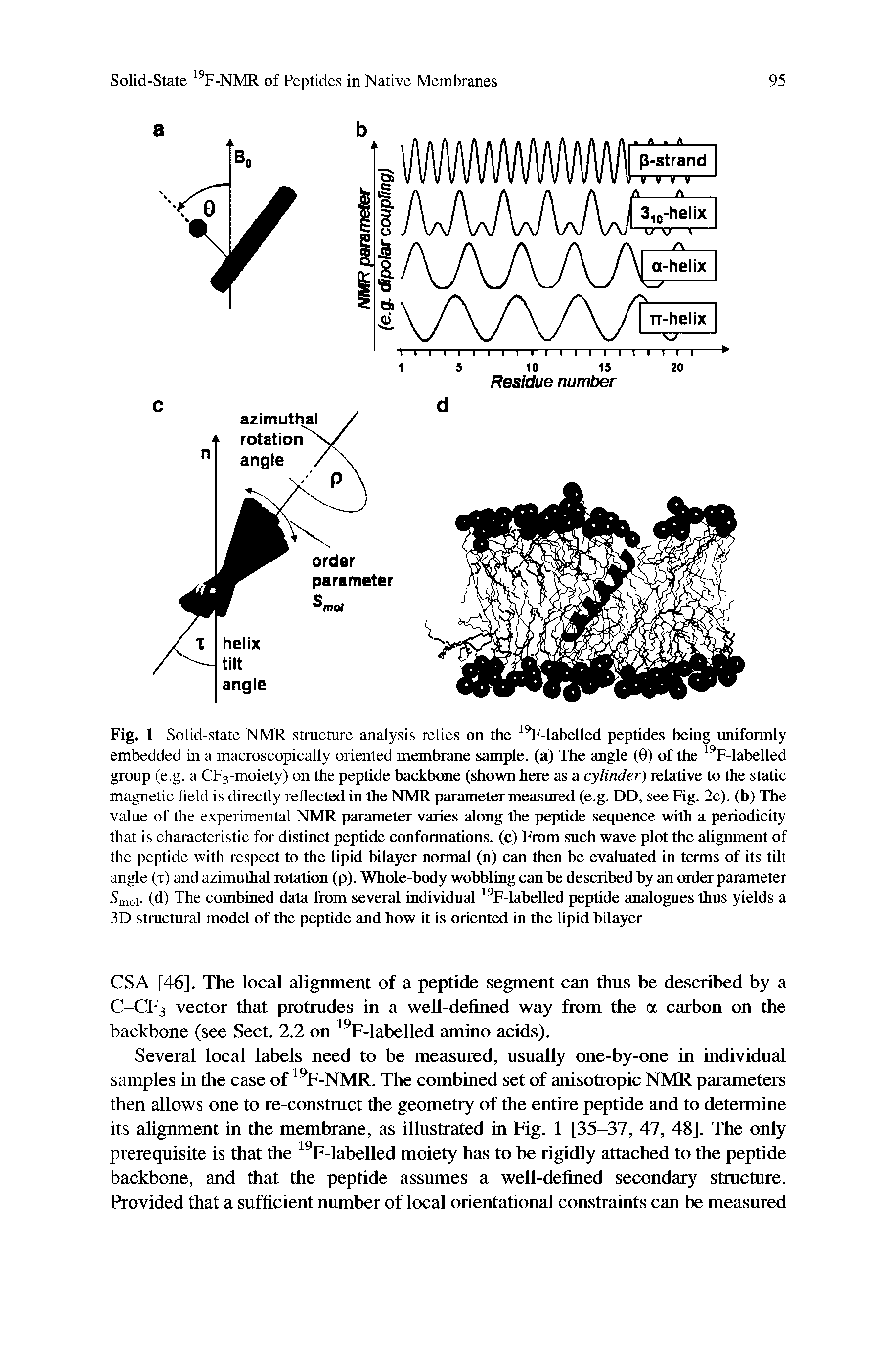 Fig. 1 Solid-state NMR structure analysis relies on the 19F-labelled peptides being uniformly embedded in a macroscopically oriented membrane sample, (a) The angle (0) of the 19F-labelled group (e.g. a CF3-moiety) on the peptide backbone (shown here as a cylinder) relative to the static magnetic field is directly reflected in the NMR parameter measured (e.g. DD, see Fig. 2c). (b) The value of the experimental NMR parameter varies along the peptide sequence with a periodicity that is characteristic for distinct peptide conformations, (c) From such wave plot the alignment of the peptide with respect to the lipid bilayer normal (n) can then be evaluated in terms of its tilt angle (x) and azimuthal rotation (p). Whole-body wobbling can be described by an order parameter, S rtlo. (d) The combined data from several individual 19F-labelled peptide analogues thus yields a 3D structural model of the peptide and how it is oriented in the lipid bilayer...