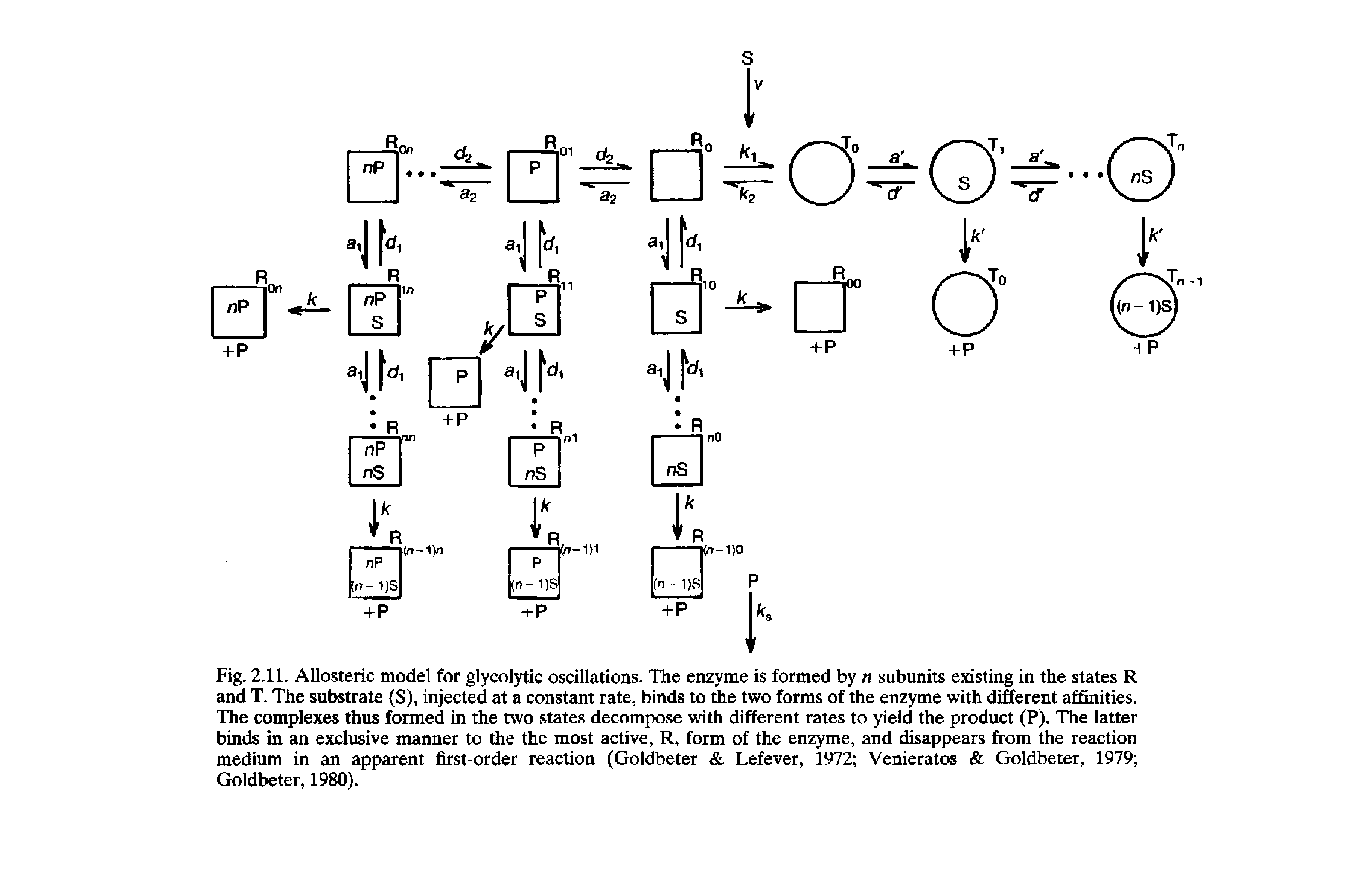 Fig. 2.11. Allosteric model for glycolytic oscillations. The enzyme is formed by n subunits existing in the states R and T. The substrate (S), injected at a constant rate, binds to the two forms of the enzyme with different affinities. The complexes thus formed in the two states decompose with different rates to yield the product (P). The latter binds in an exclusive manner to the the most active, R, form of the enzyme, and disappears from the reaction medium in an apparent first-order reaction (Goldbeter Lefever, 1972 Venieratos Goldbeter, 1979 Goldbeter, 1980).