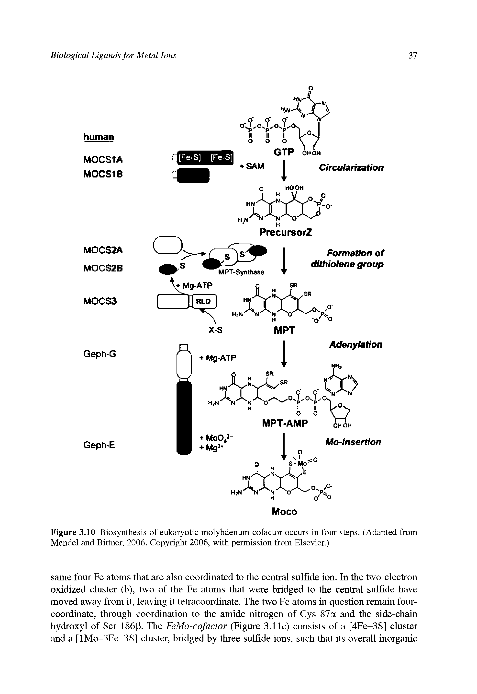 Figure 3.10 Biosynthesis of eukaryotic molybdenum cofactor occurs in four steps. (Adapted from Mendel and Bittner, 2006. Copyright 2006, with permission from Elsevier.)...