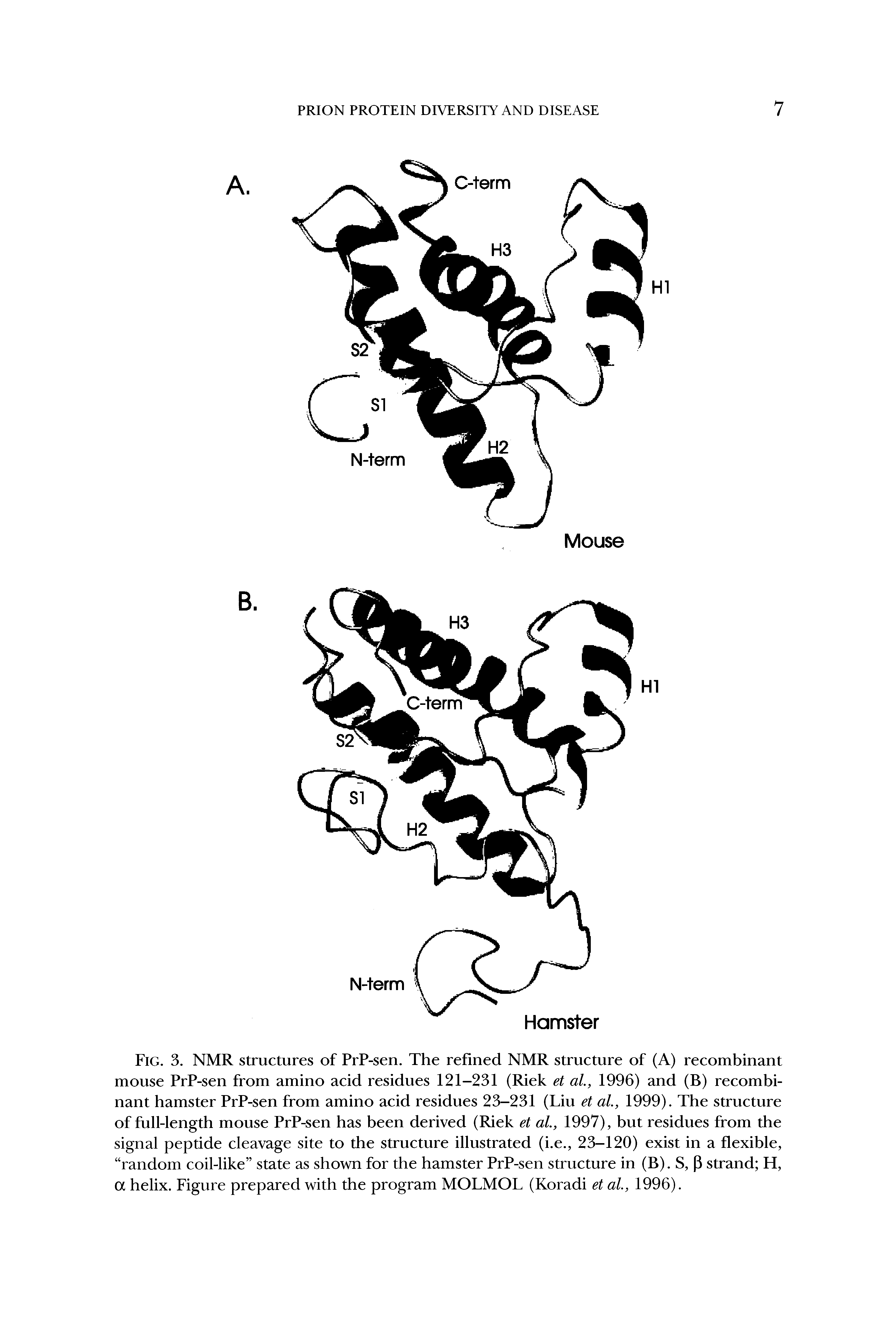 Fig. 3. NMR structures of PrP-sen. The refined NMR structure of (A) recombinant mouse PrP-sen from amino acid residues 121-231 (Riek et al., 1996) and (B) recombinant hamster PrP-sen from amino acid residues 23-231 (Liu et al, 1999). The structure of full-length mouse PrP-sen has been derived (Riek et al., 1997), but residues from the signal peptide cleavage site to the structure illustrated (i.e., 23-120) exist in a flexible, random coil-like state as shown for the hamster PrP-sen structure in (B). S, P strand H, a helix. Figure prepared with the program MOLMOL (Koradi et al, 1996).