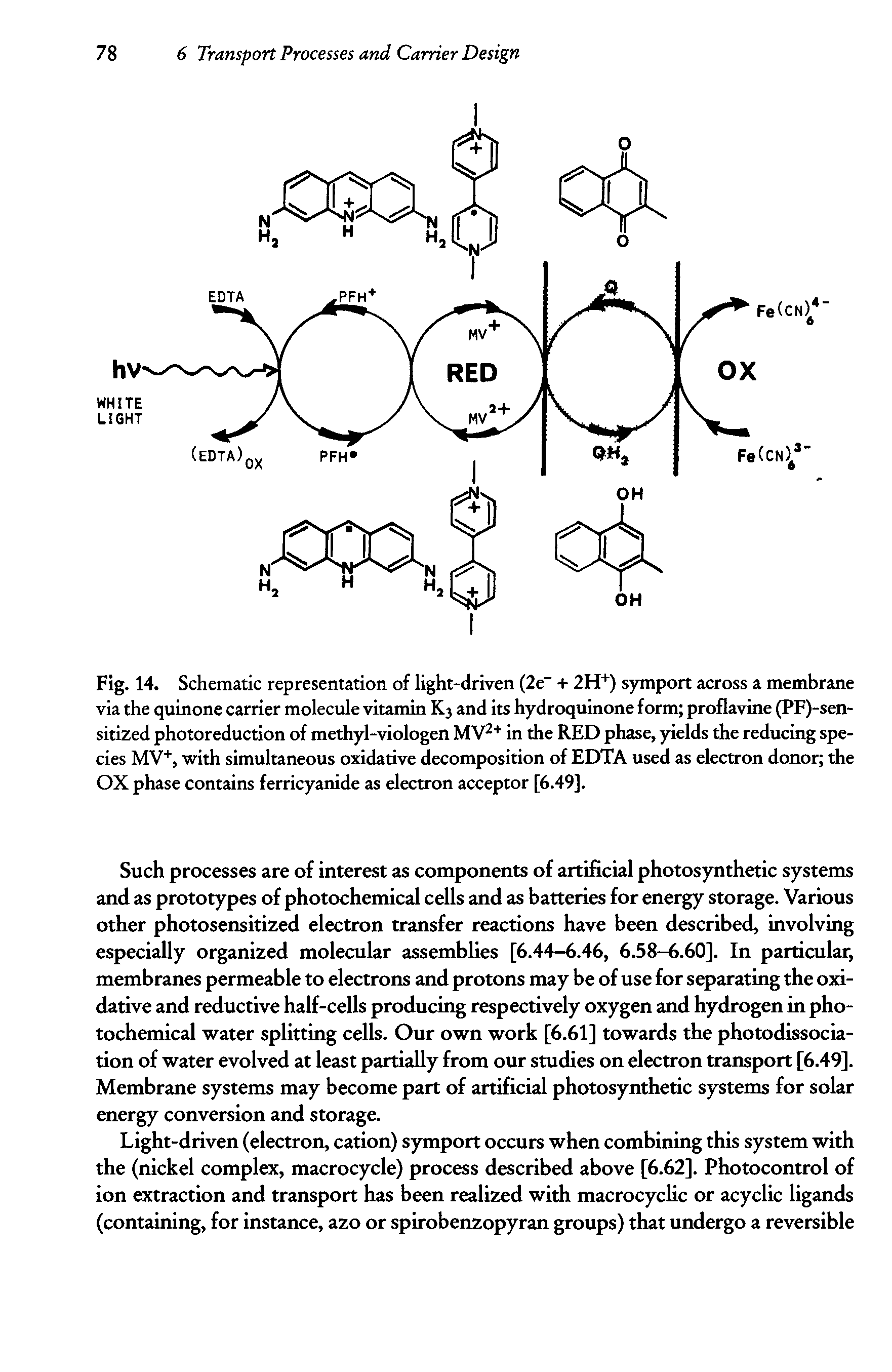 Fig. 14. Schematic representation of light-driven (2e + 2H+) symport across a membrane via the quinone carrier molecule vitamin Kj and its hydroquinone form proflavine (PF)-sen-sitized photoreduction of methyl-viologen MV2+ in the RED phase, yields the reducing species MV+, with simultaneous oxidative decomposition of EDTA used as electron donor the OX phase contains ferricyanide as electron acceptor [6.49].