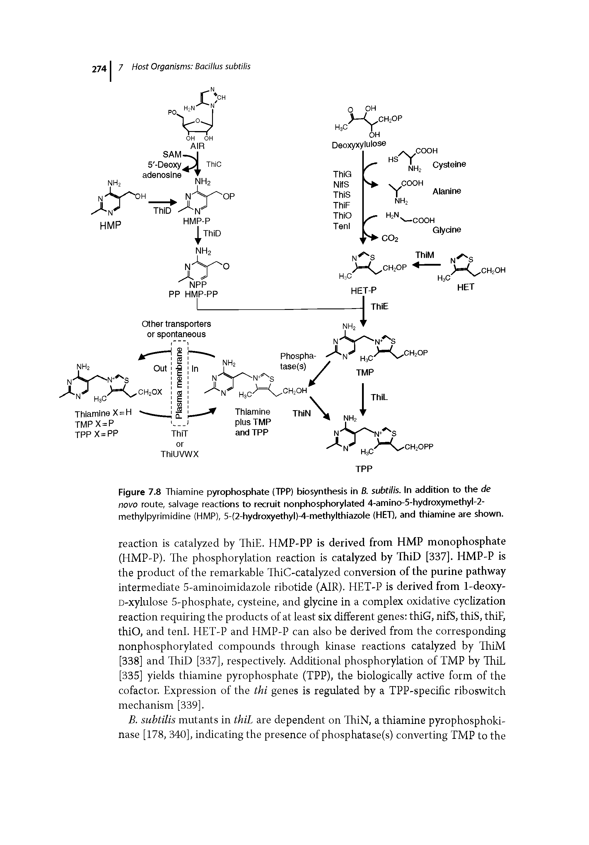 Figure 7.8 Thiamine pyrophosphate (TPP) biosynthesis in 8. subtilis. in addition to the de novo route, salvage reactions to recruit nonphosphorylated 4-amino-5-hydroxymethyl-2-methylpyrimidine (HMP), 5-(2-hydroxyethyl)-4-methylthiazole (HET), and thiamine are shown.