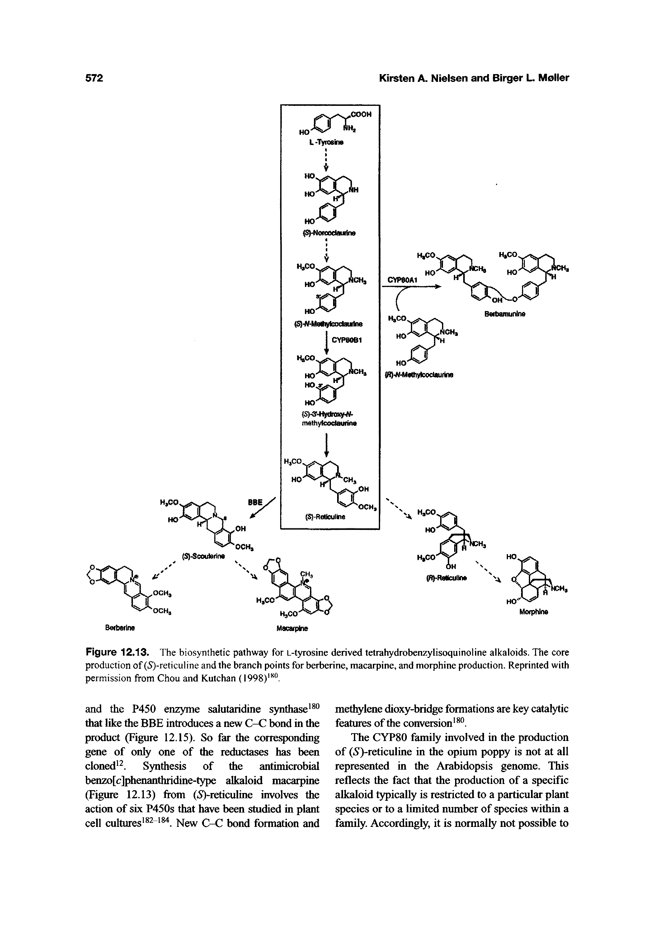 Figure 12.13. The biosynthetic pathway for L-tyrosine derived tetrahydrobenzylisoquinoline alkaloids. The core production of (5)-reticuline and the branch points for berberine, macarpine, and morphine production. Reprinted with permission from Chou and Kutchan (I998)" .