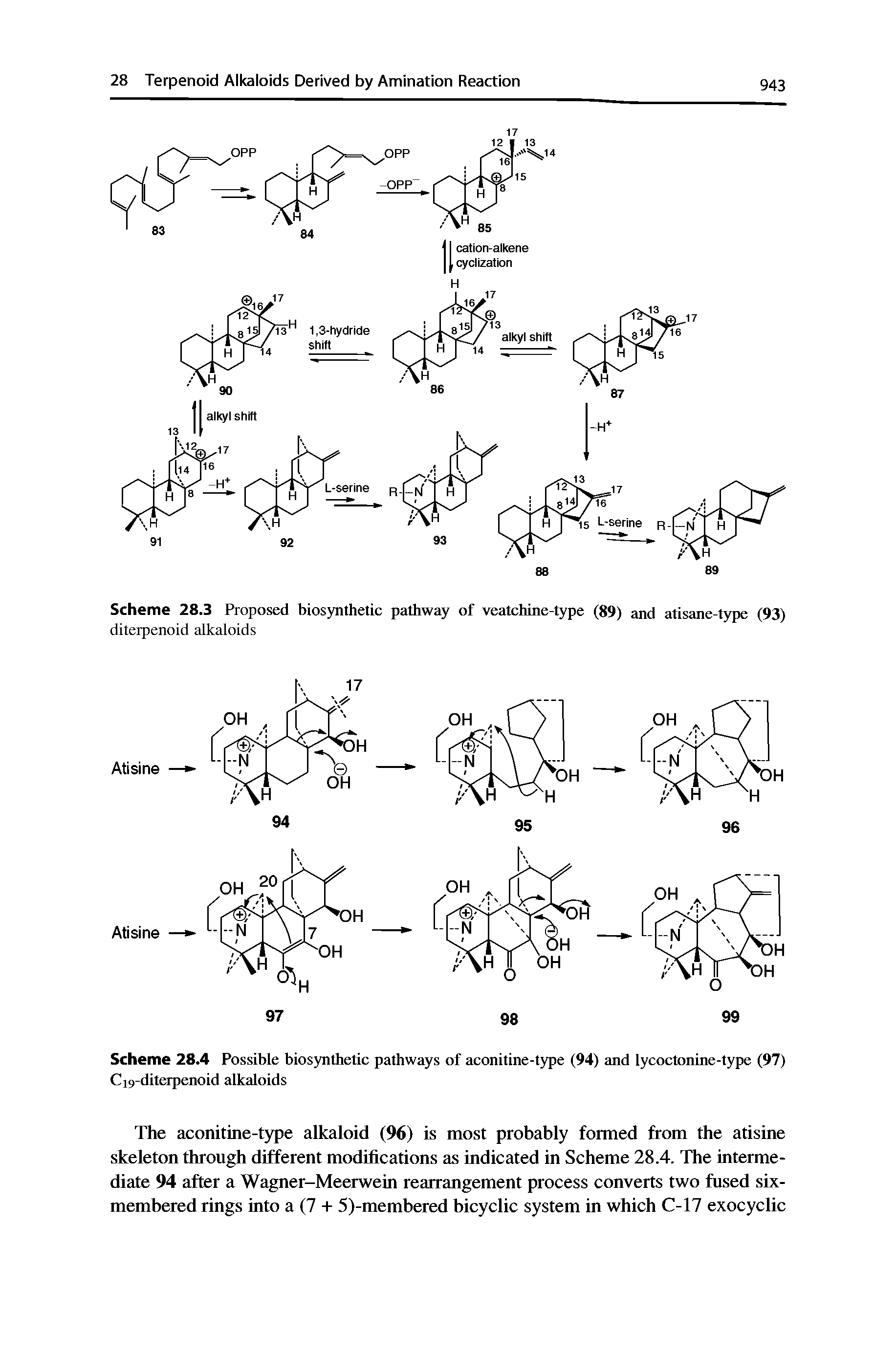 Scheme 28.4 Possible biosynthetic pathways of aconitine-type (94) and lycoctonine-type (97) Ci9-diterpenoid alkaloids...