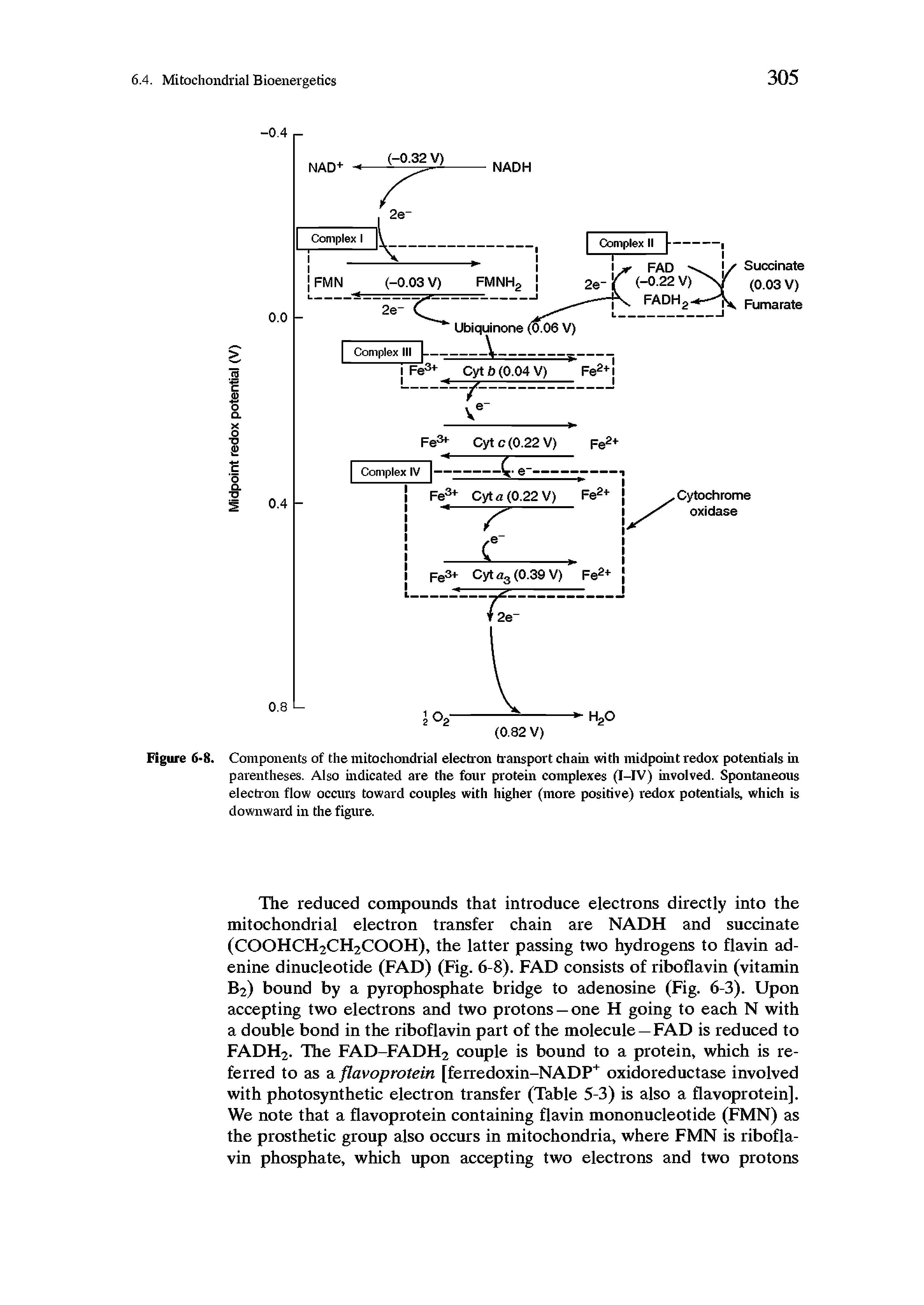 Figure 6-8. Components of the mitochondrial electron transport chain with midpoint redox potentials in parentheses. Also indicated are the four protein complexes (I-IV) involved. Spontaneous election flow occurs toward couples with higher (more positive) redox potentials, which is downward in the figure.