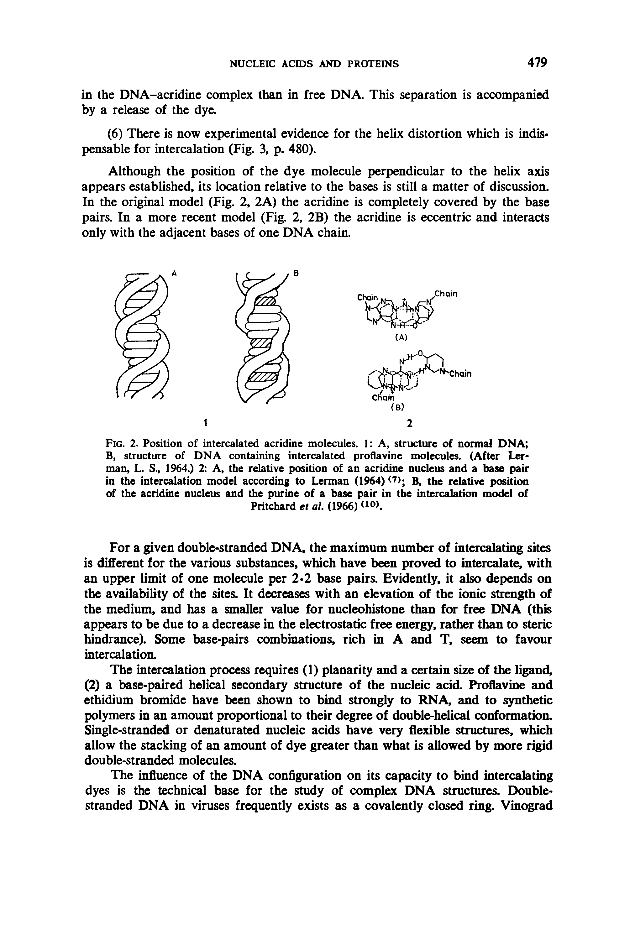 Fig. 2. Position of intercalated acridine molecules. 1 A, structure of normal DNA B, structure of DNA containing intercalated proflavine molecules. (After Ler-man, L. S., 1964.) 2 A, the relative position of an acridine nucleus and a base pair in the intercalation model according to Lerman (1964) b, the relative position of the acridine nucleus and the purine of a base pair in the intercalation model of...