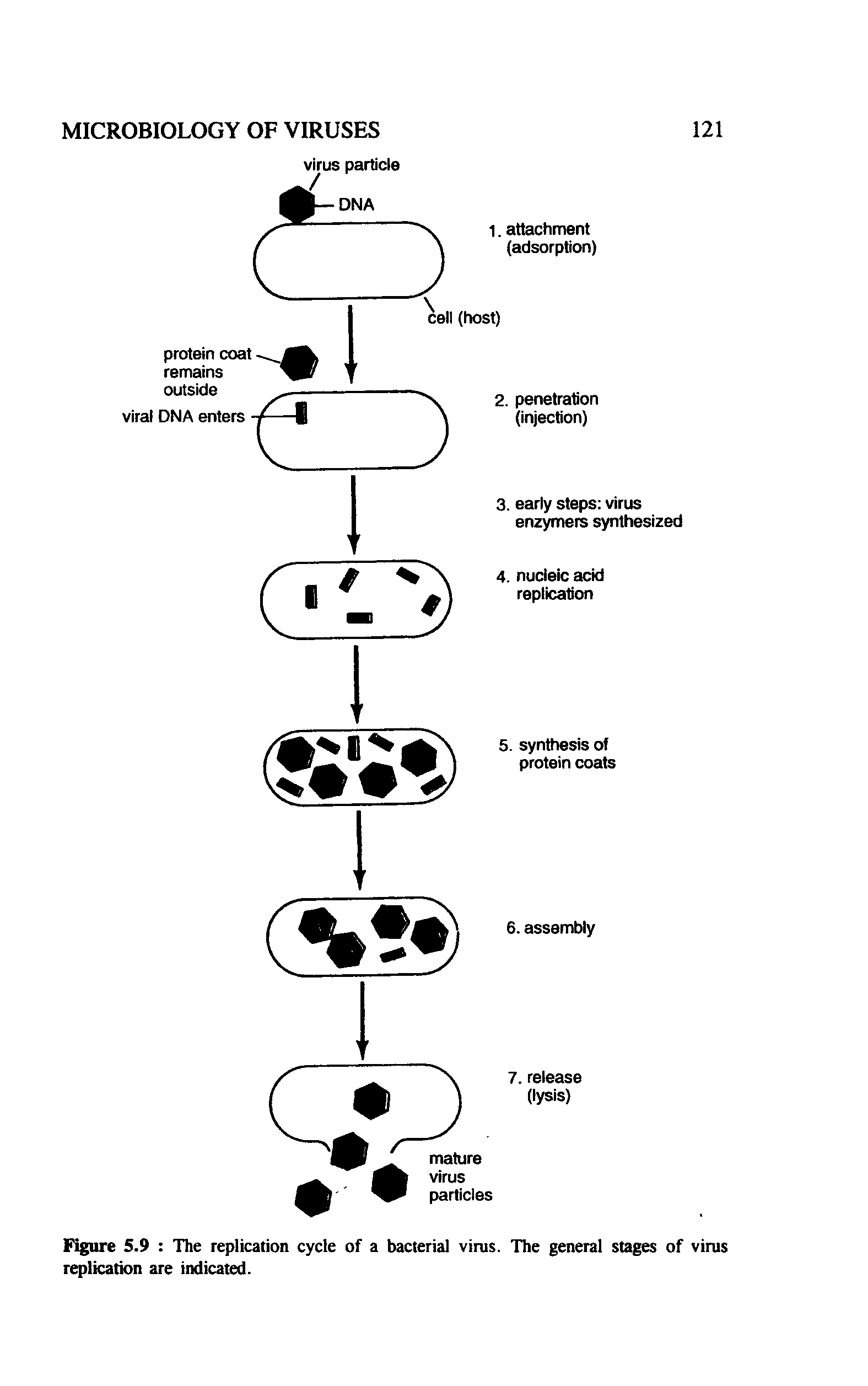 Figure 5.9 The replication cycle of a bacterial virus. The general stages of virus replication are indicated.