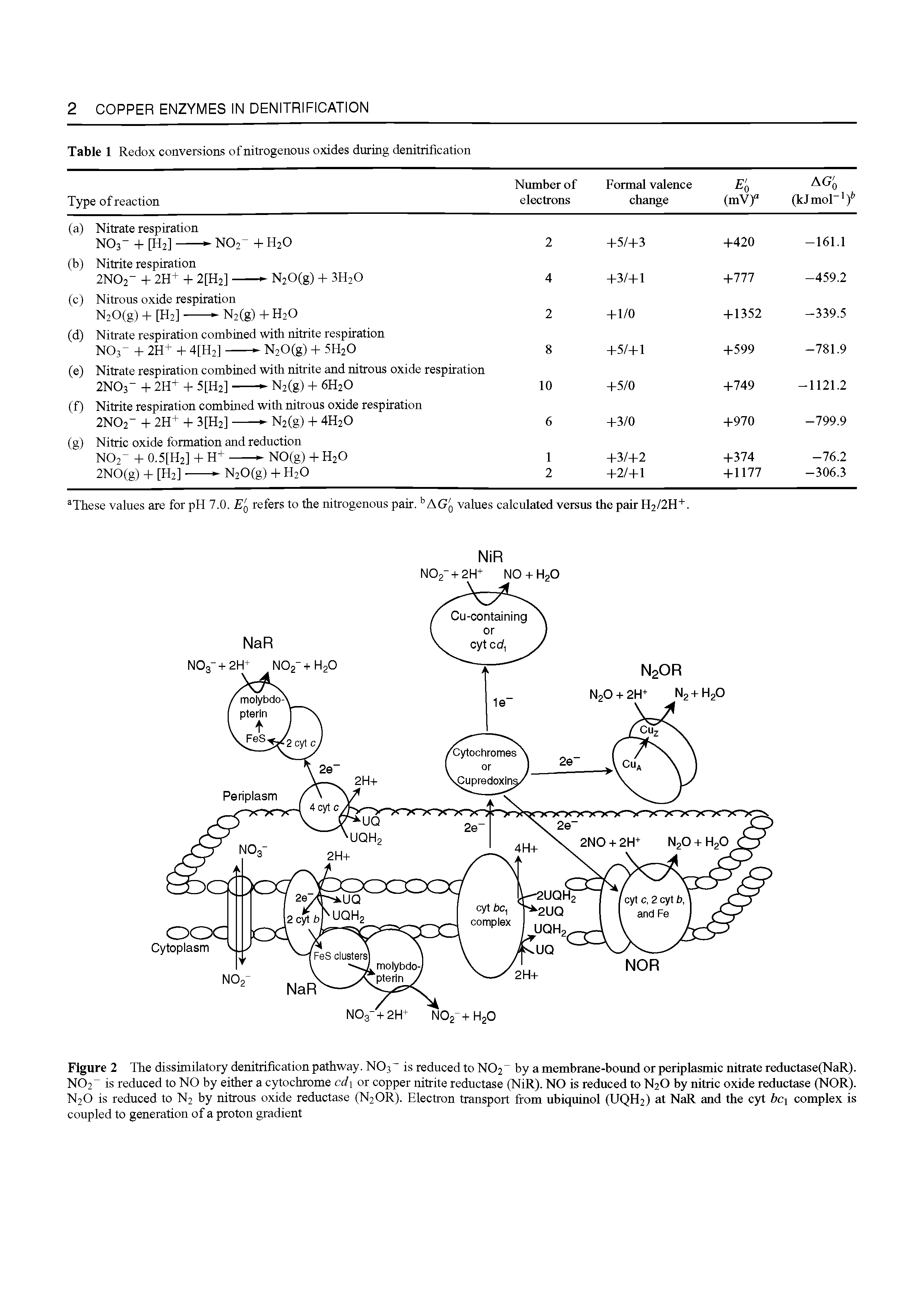 Figure 2 The dissimilatory denitrification pathway. NO3 is reduced to NO2 by a membrane-bound or periplasmic nitrate reductase(NaR). N02 is reduced to NO by either a cytochrome cdi or copper nitrite reductase (NiR). NO is reduced to N2O by nitric oxide reductase (NOR). N2O is reduced to N2 by nitrous oxide reductase (N2OR). Electron transport from uhiquinol (UQH2) at NaR and the cyt hcj complex is coupled to generation of a proton gradient...